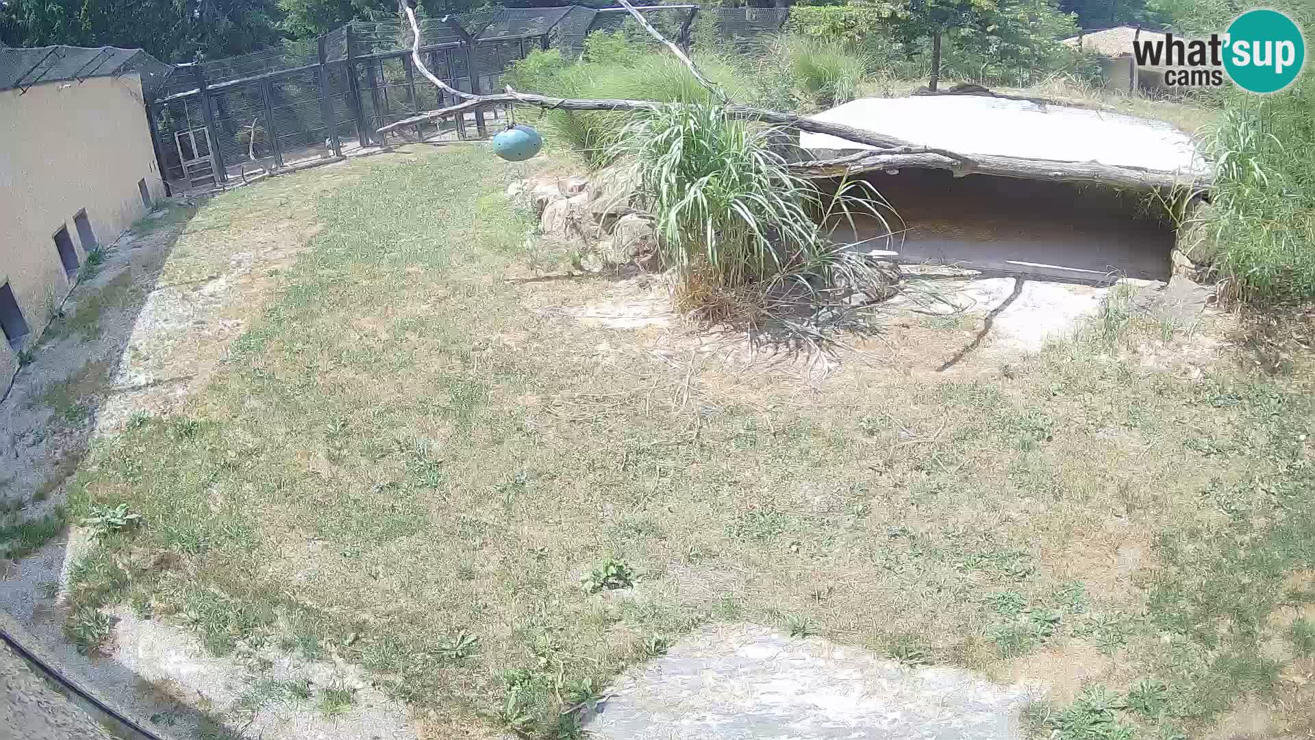 Lavovi web kamera uživo u ljubljanskom zoološkom vrtu – Slovenija