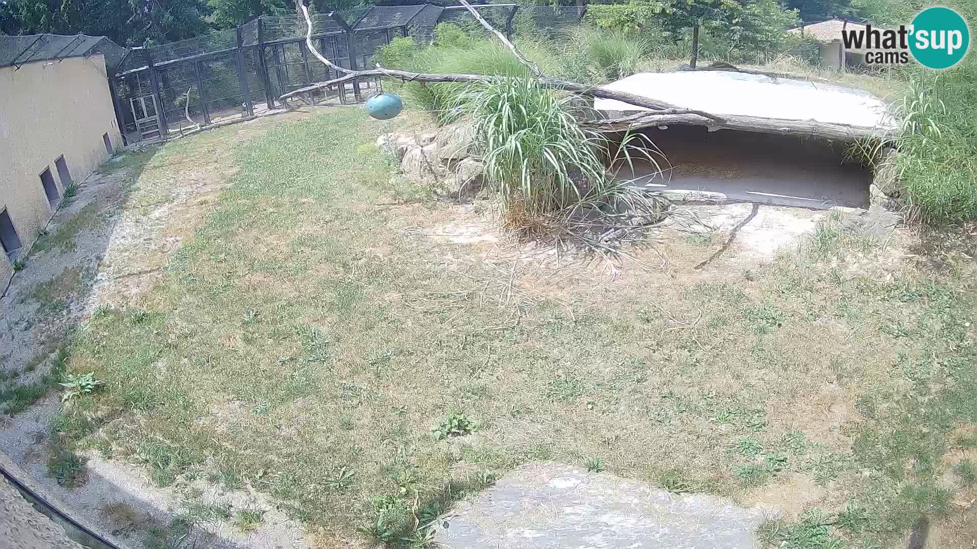 LION live Webcam in Ljubljana Zoo – Slovenia