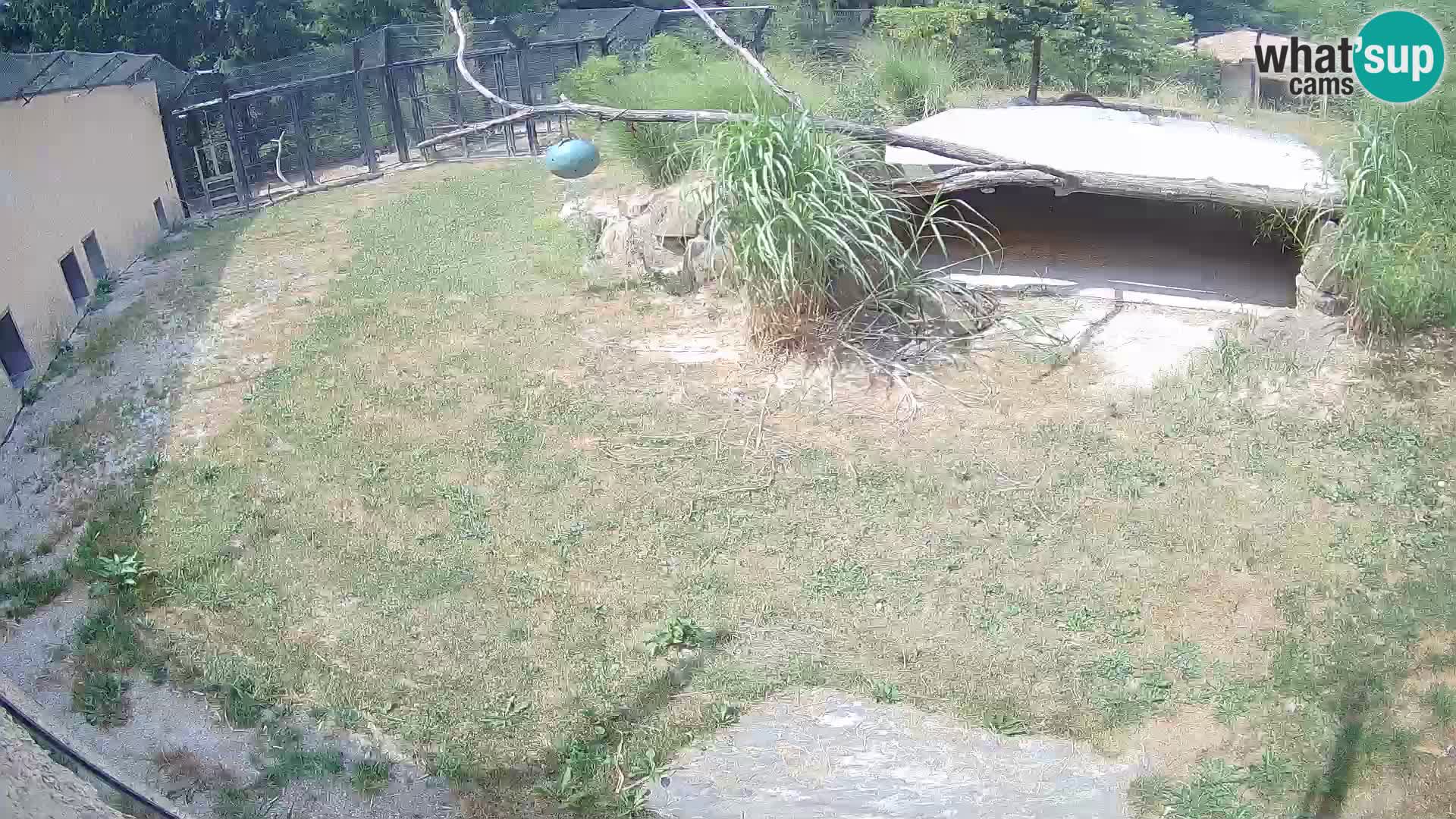 LEON Webcam en vivo en Ljubljana Zoo – Eslovenia