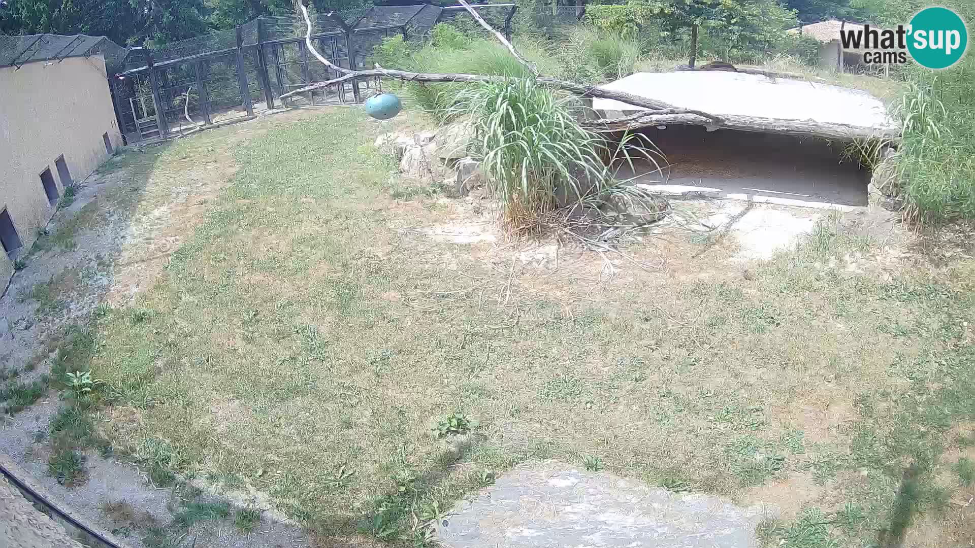 LEVI spletna kamera v živalskem vrtu Ljubljana Zoo