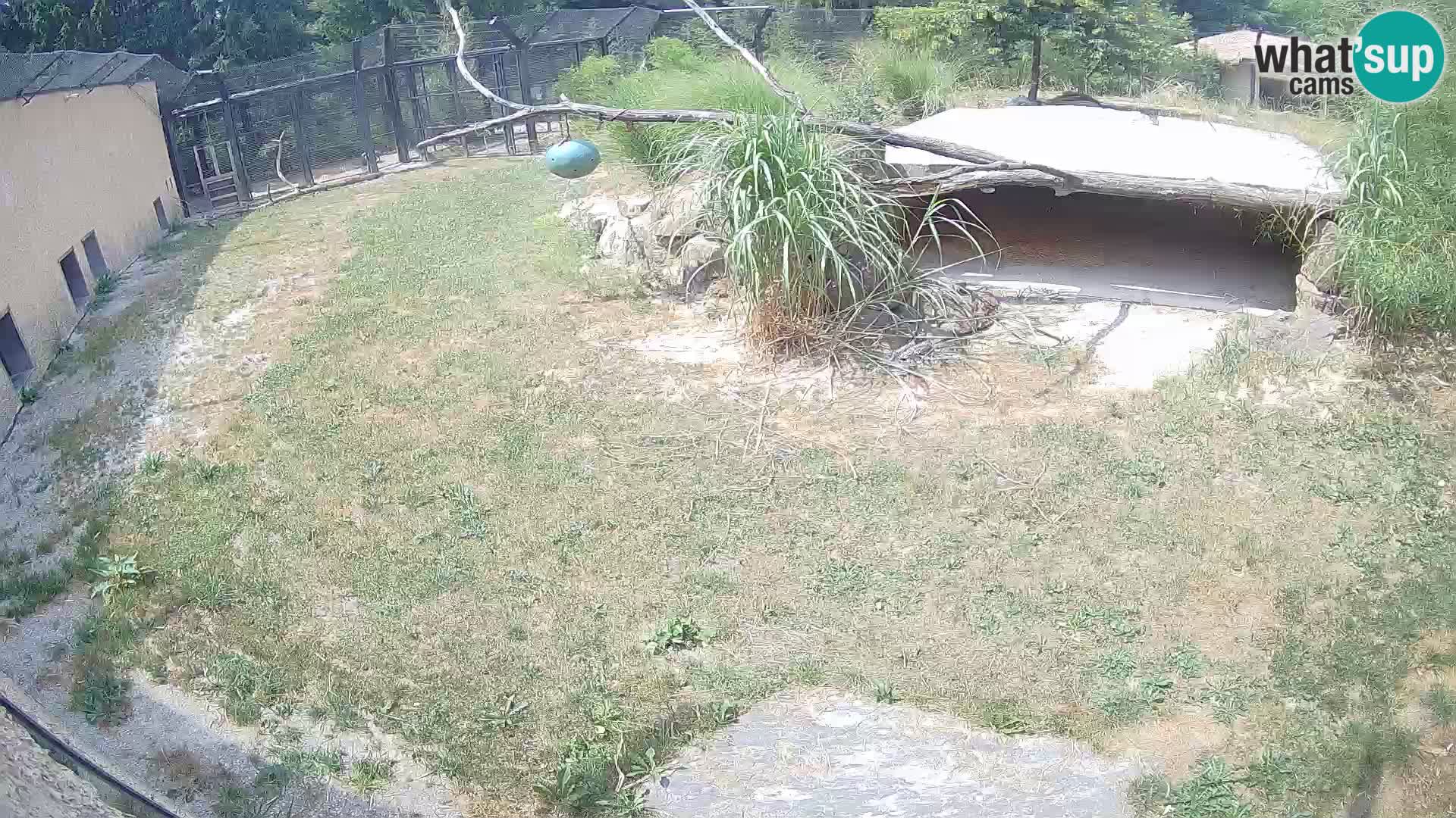 LION webcam en direct du zoo de Ljubljana – Slovénie