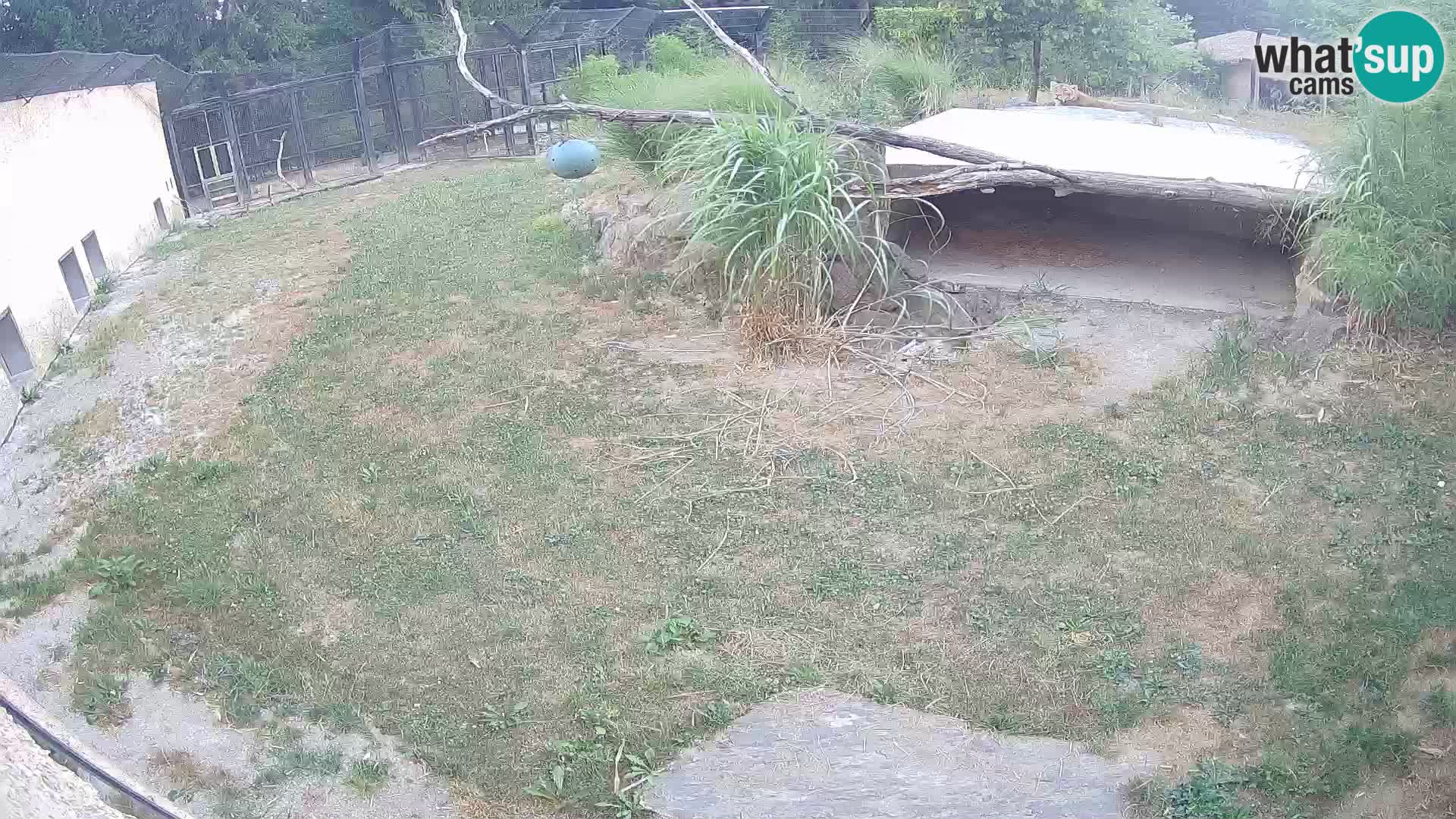Löwe live Webcam im Zoo von Ljubljana – Slowenien