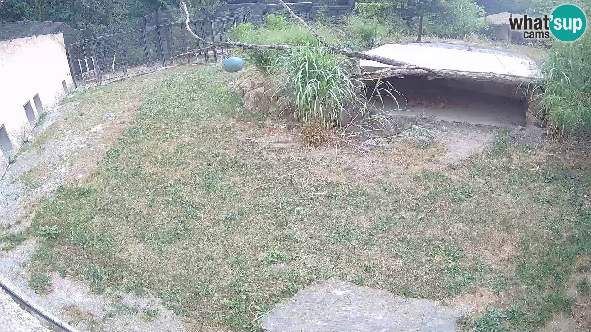 Löwe live Webcam im Zoo von Ljubljana – Slowenien