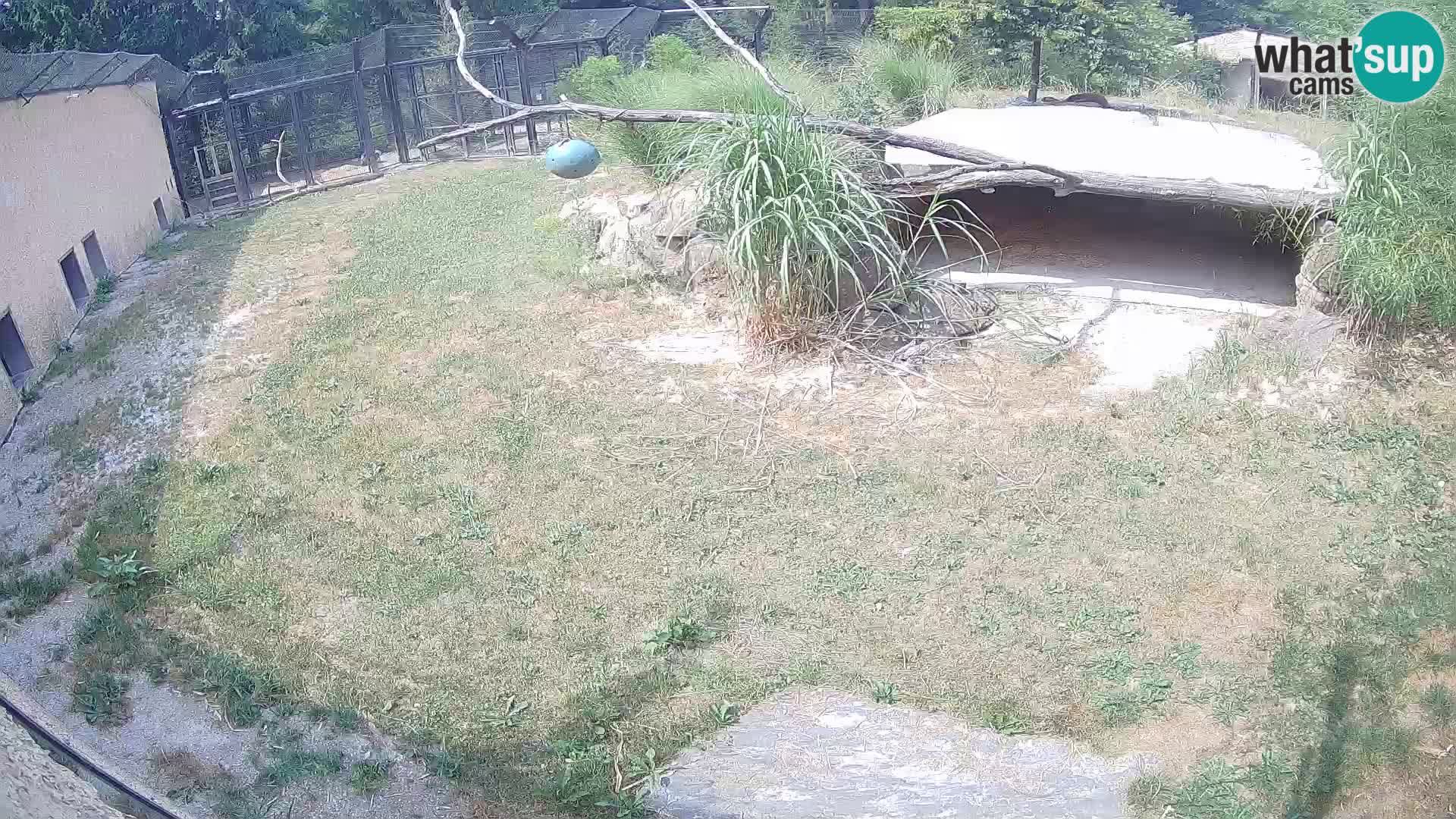 LEON Webcam en vivo en Ljubljana Zoo – Eslovenia