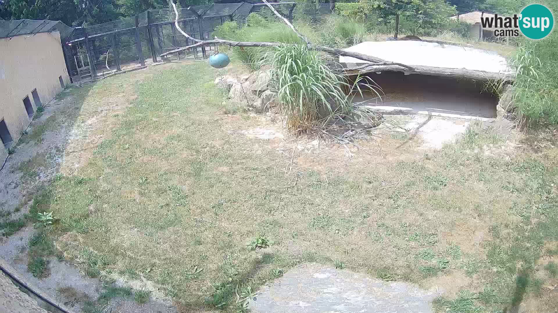 LEON Webcam en vivo en Ljubljana Zoo – Eslovenia