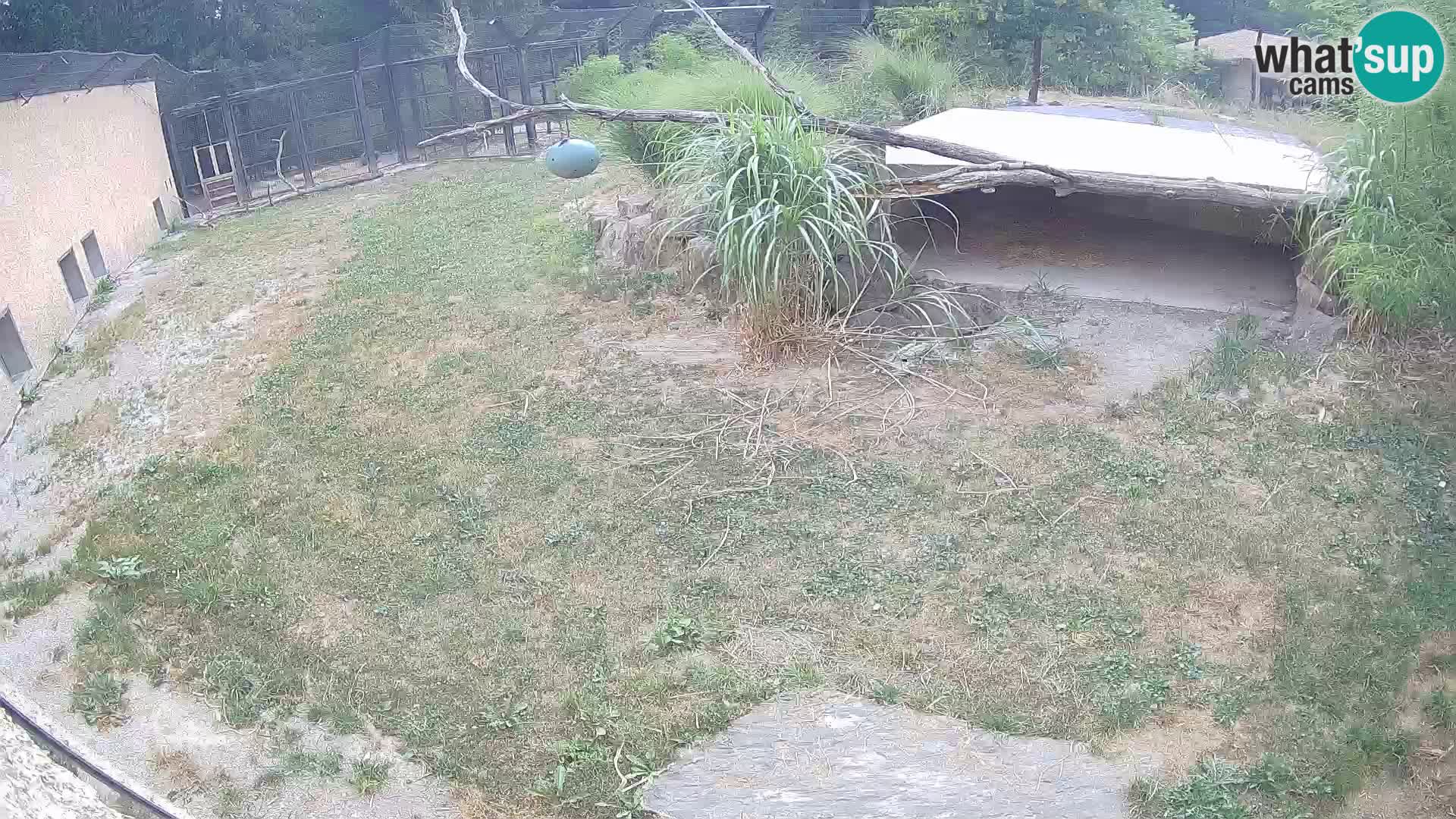 Lavovi web kamera uživo u ljubljanskom zoološkom vrtu – Slovenija