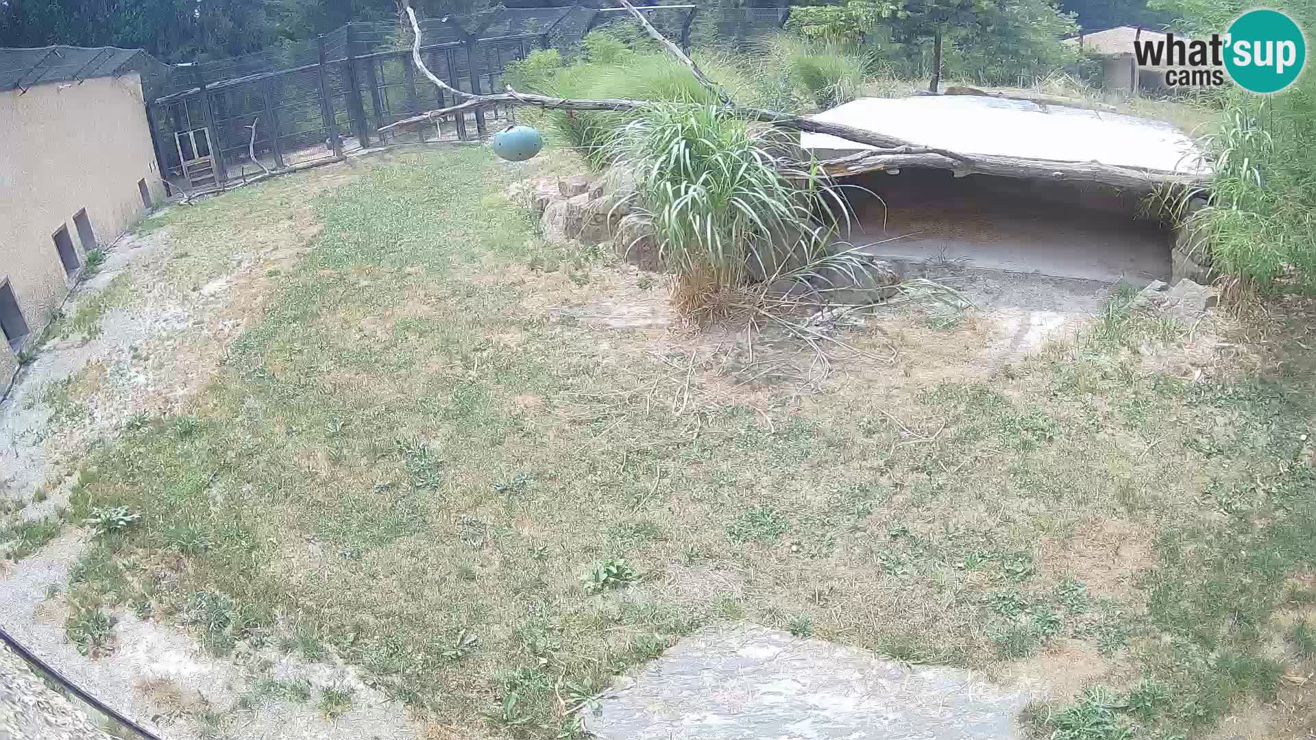 LION webcam en direct du zoo de Ljubljana – Slovénie