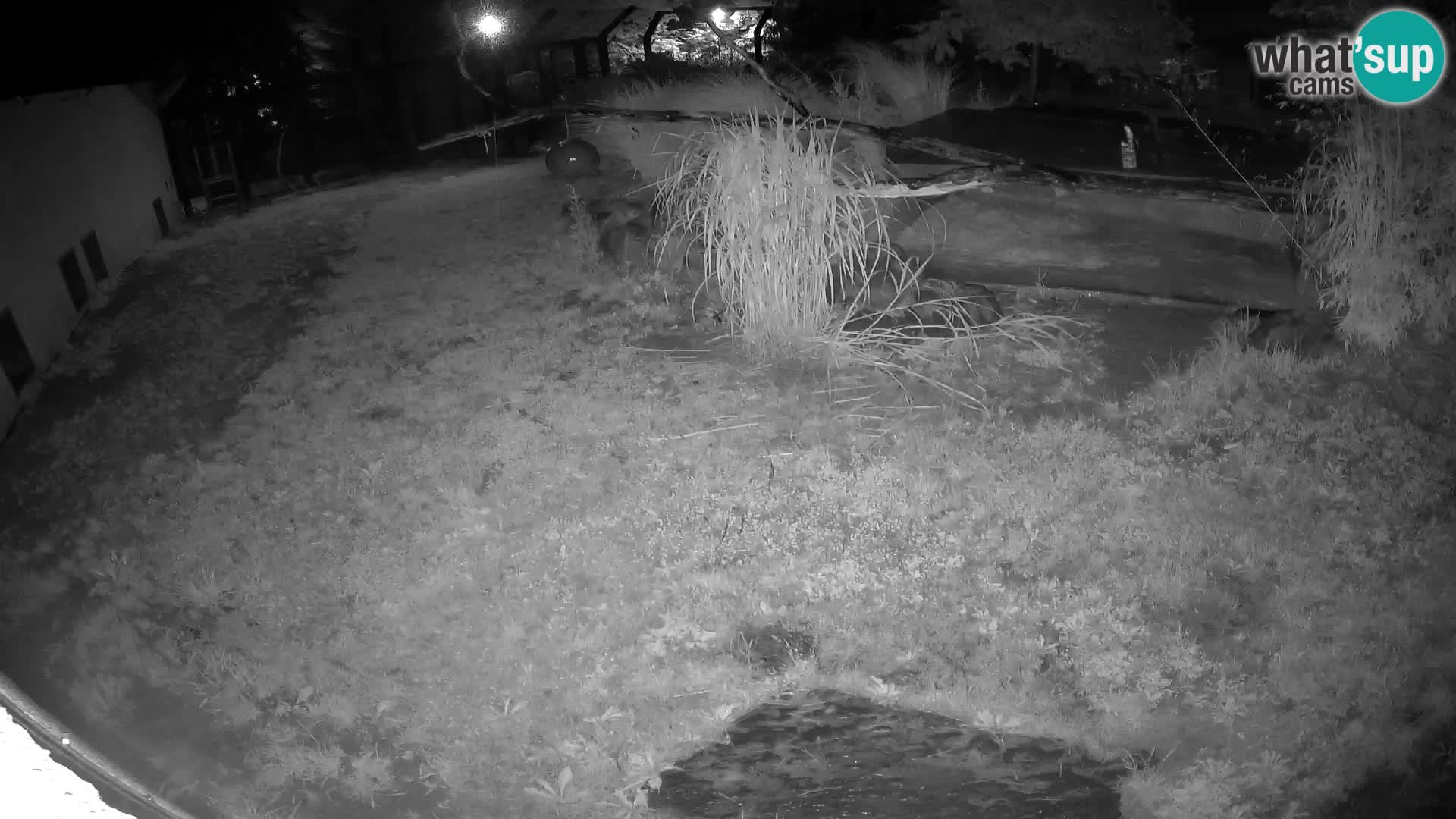LION live Webcam in Ljubljana Zoo – Slovenia