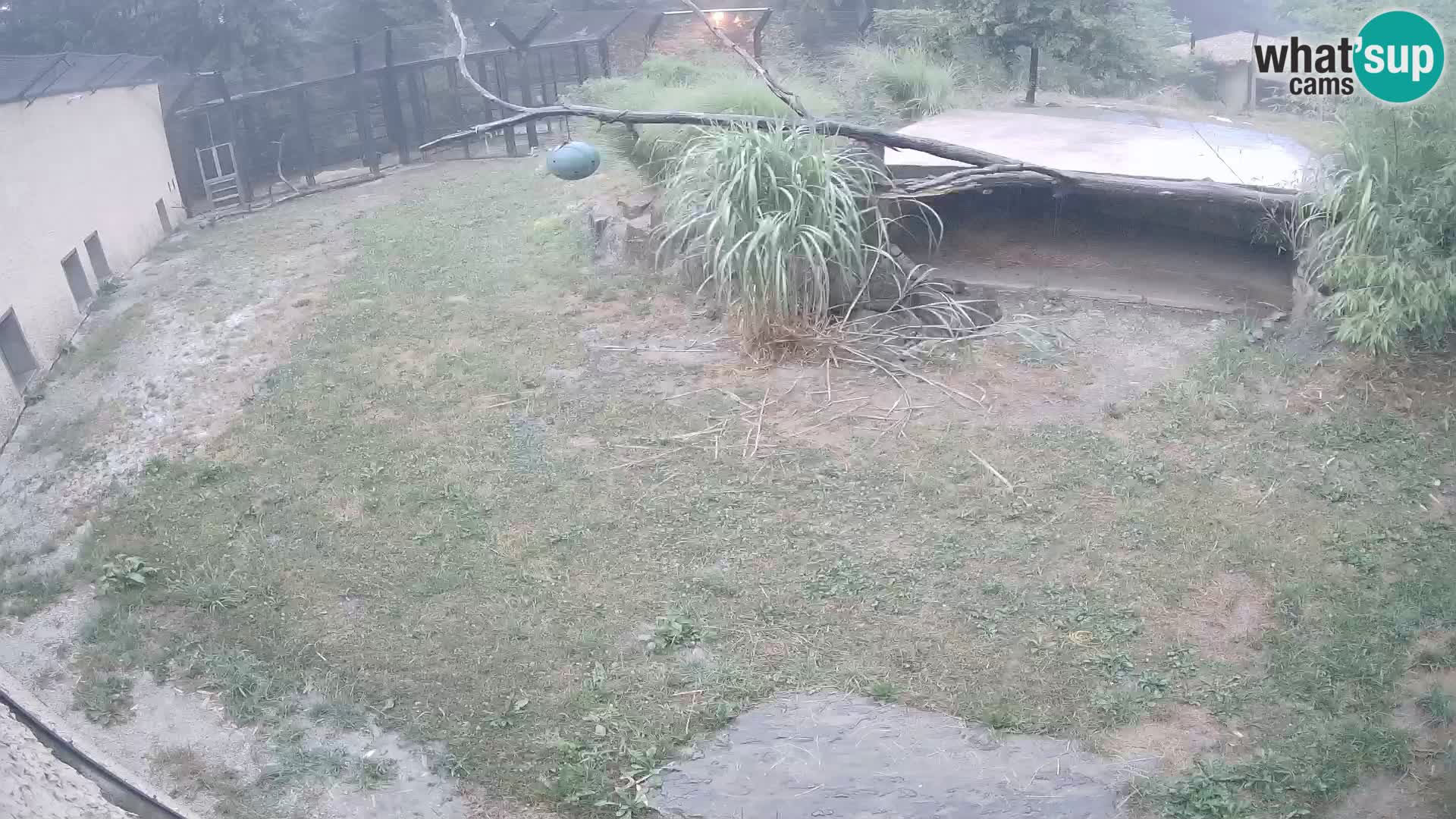 LEONE live Webcam nello zoo di Lubiana – Slovenia