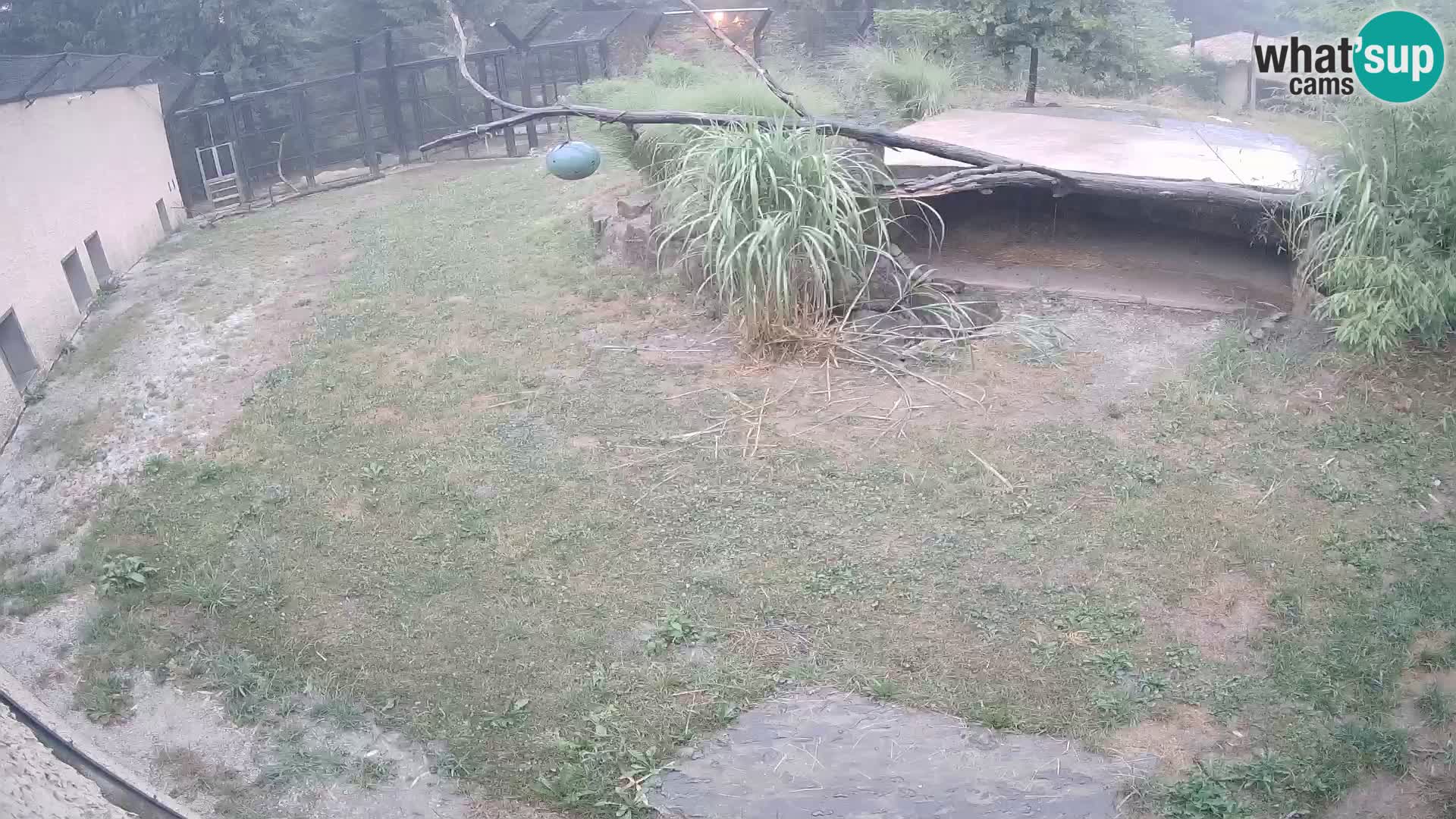 LEVI spletna kamera v živalskem vrtu Ljubljana Zoo