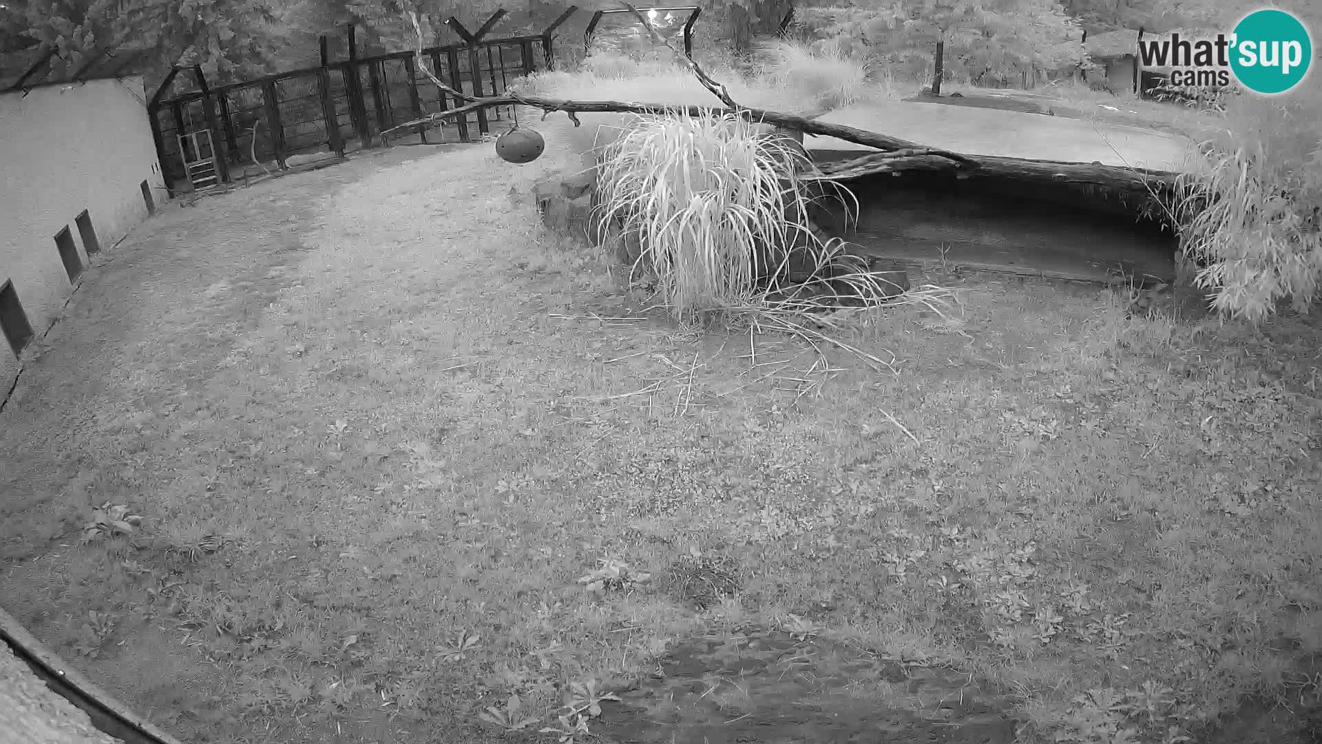 LEVI spletna kamera v živalskem vrtu Ljubljana Zoo