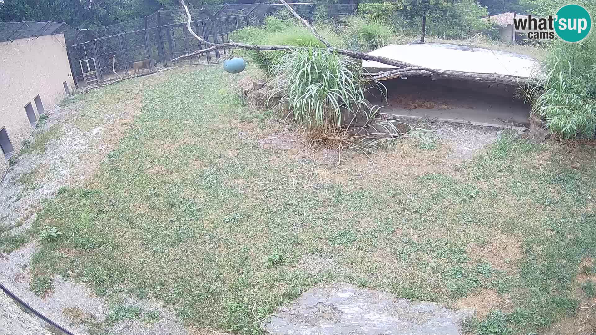 Löwe live Webcam im Zoo von Ljubljana – Slowenien