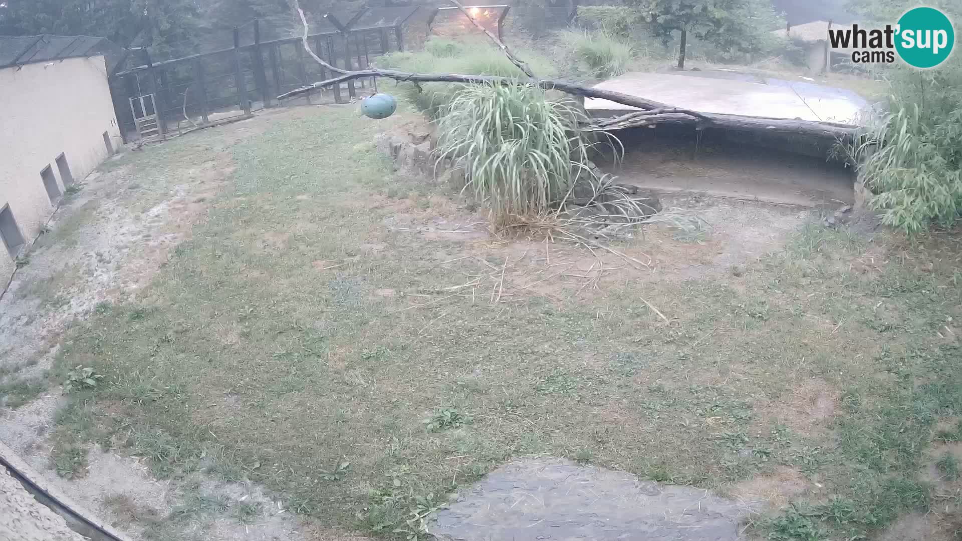 LEONE live Webcam nello zoo di Lubiana – Slovenia