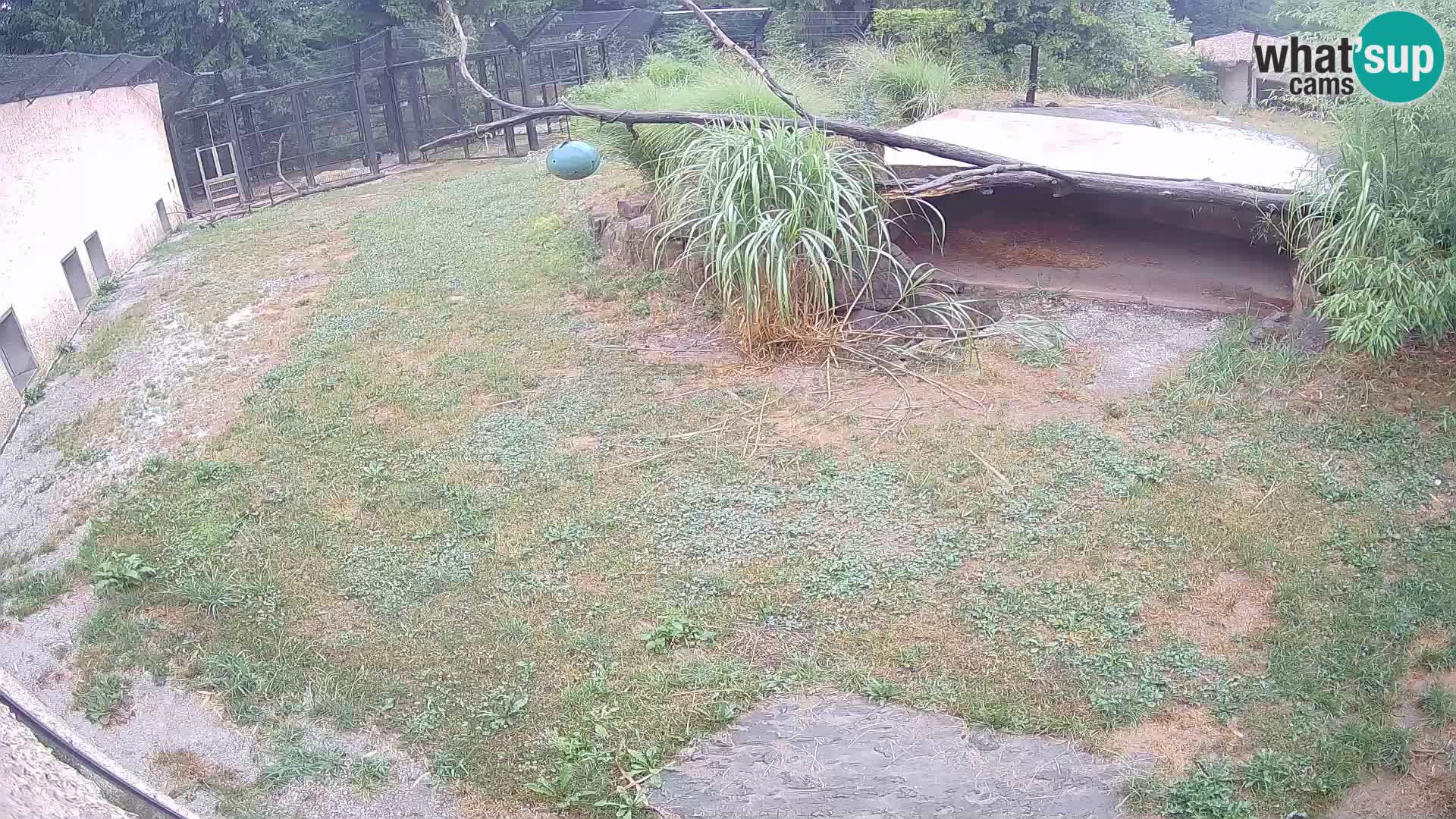 Löwe live Webcam im Zoo von Ljubljana – Slowenien