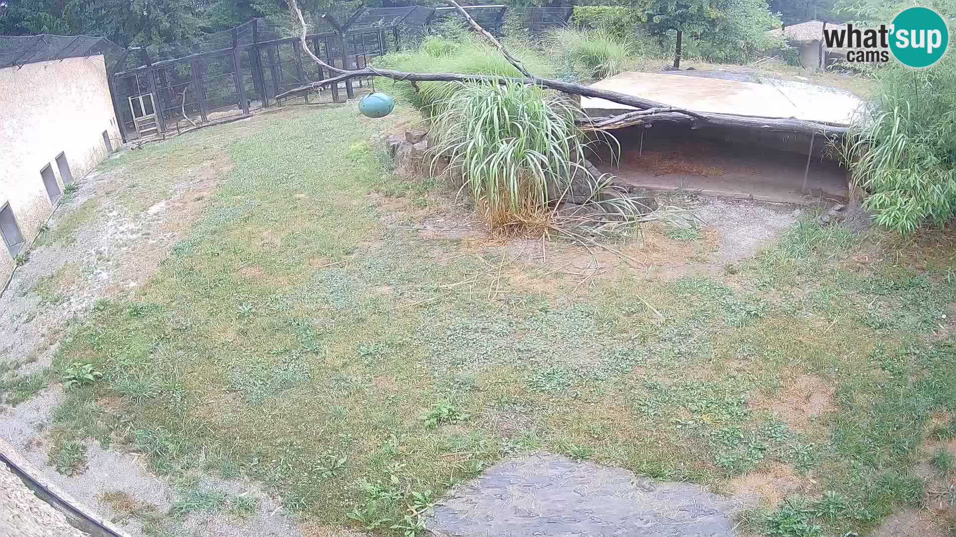 LEVI spletna kamera v živalskem vrtu Ljubljana Zoo