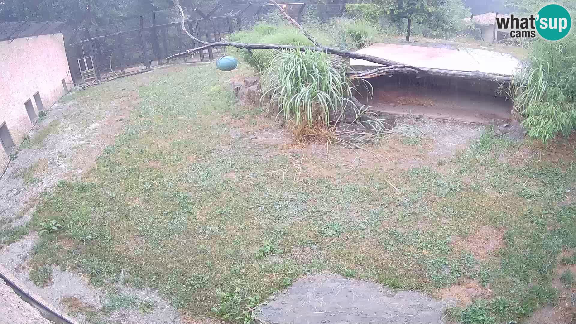 LEONE live Webcam nello zoo di Lubiana – Slovenia