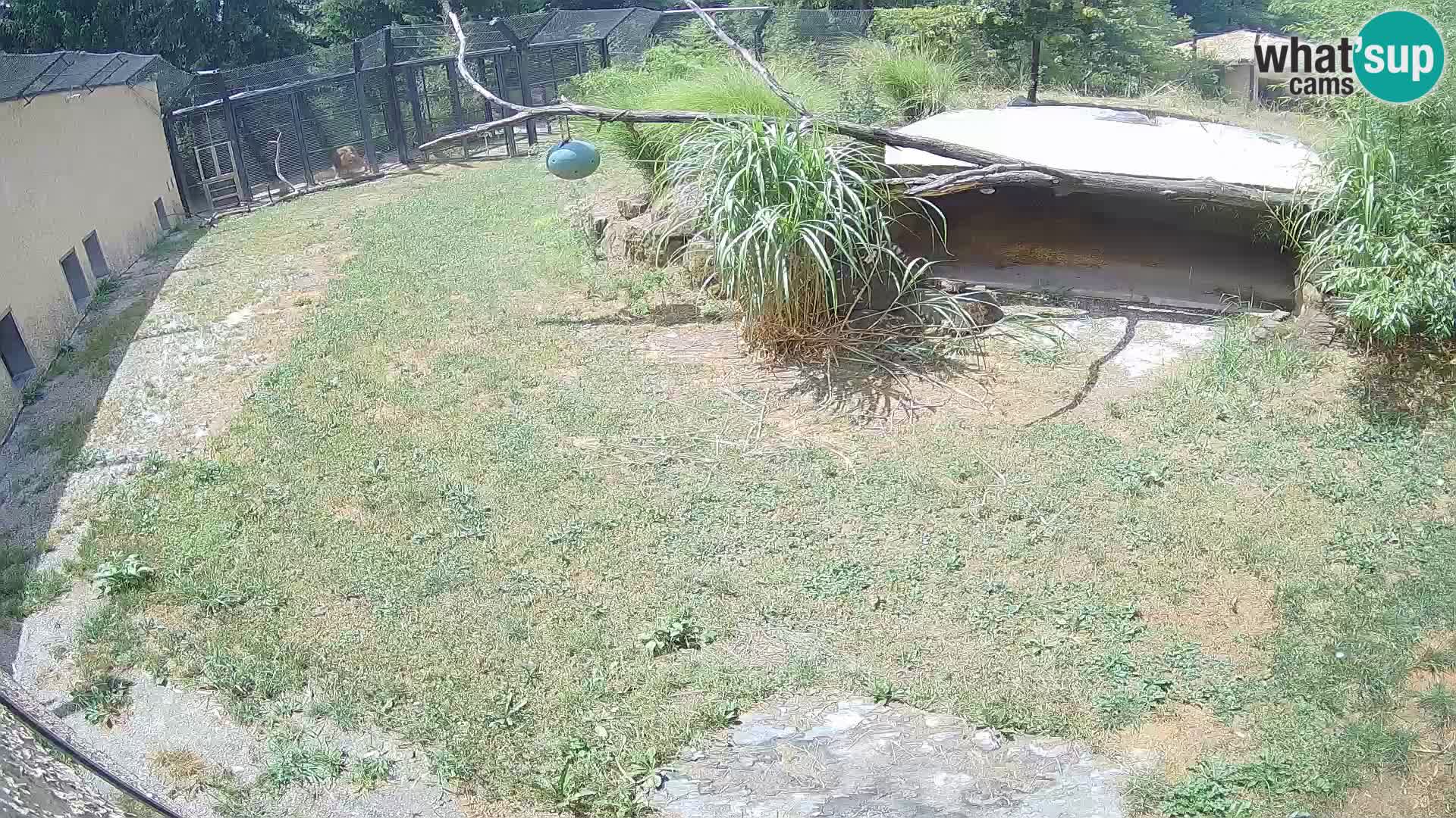 Lavovi web kamera uživo u ljubljanskom zoološkom vrtu – Slovenija