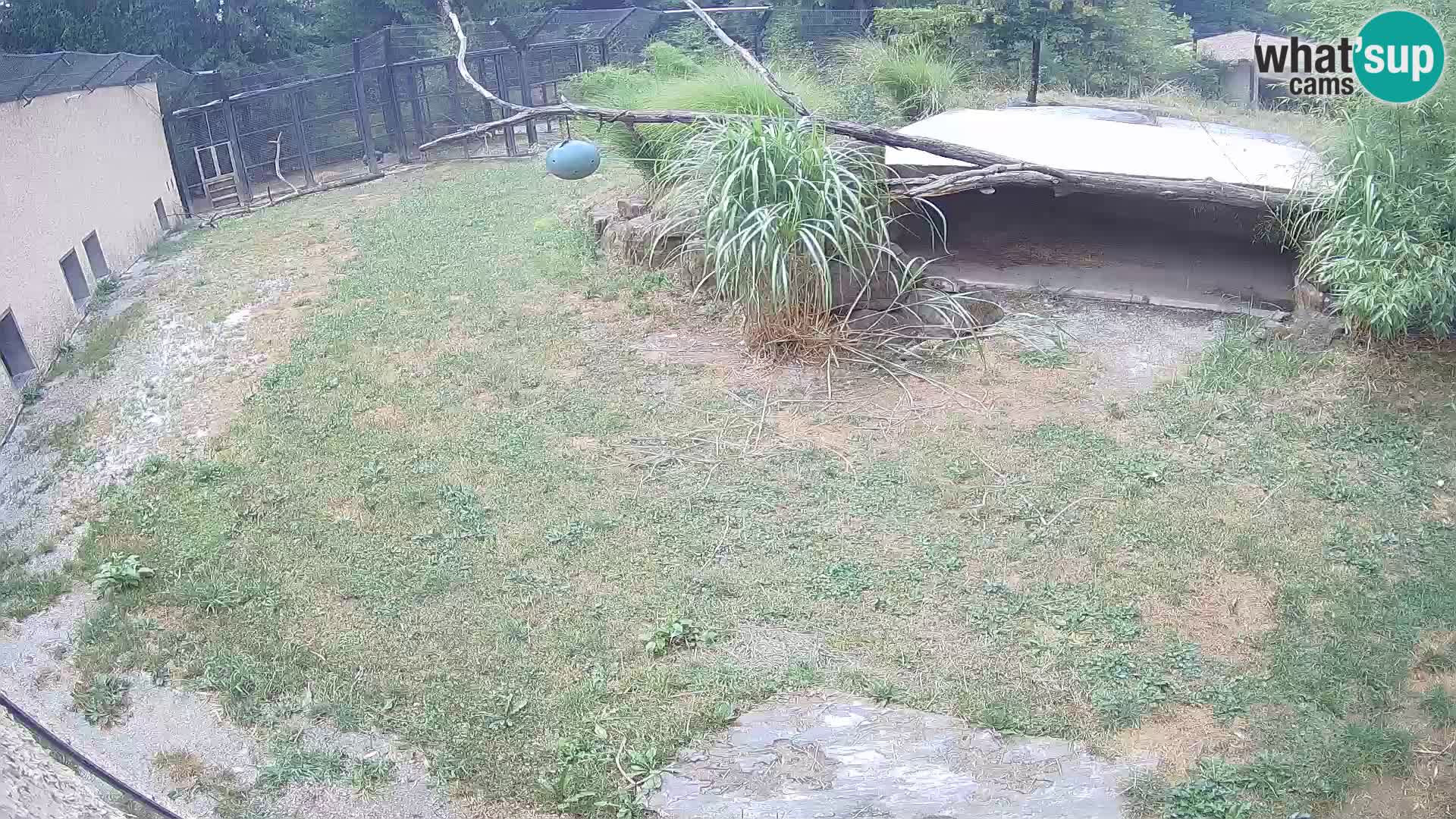 Löwe live Webcam im Zoo von Ljubljana – Slowenien