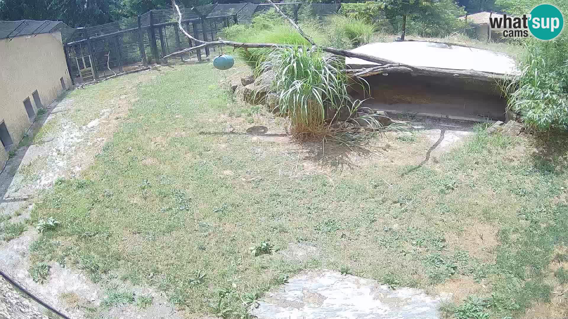Lavovi web kamera uživo u ljubljanskom zoološkom vrtu – Slovenija