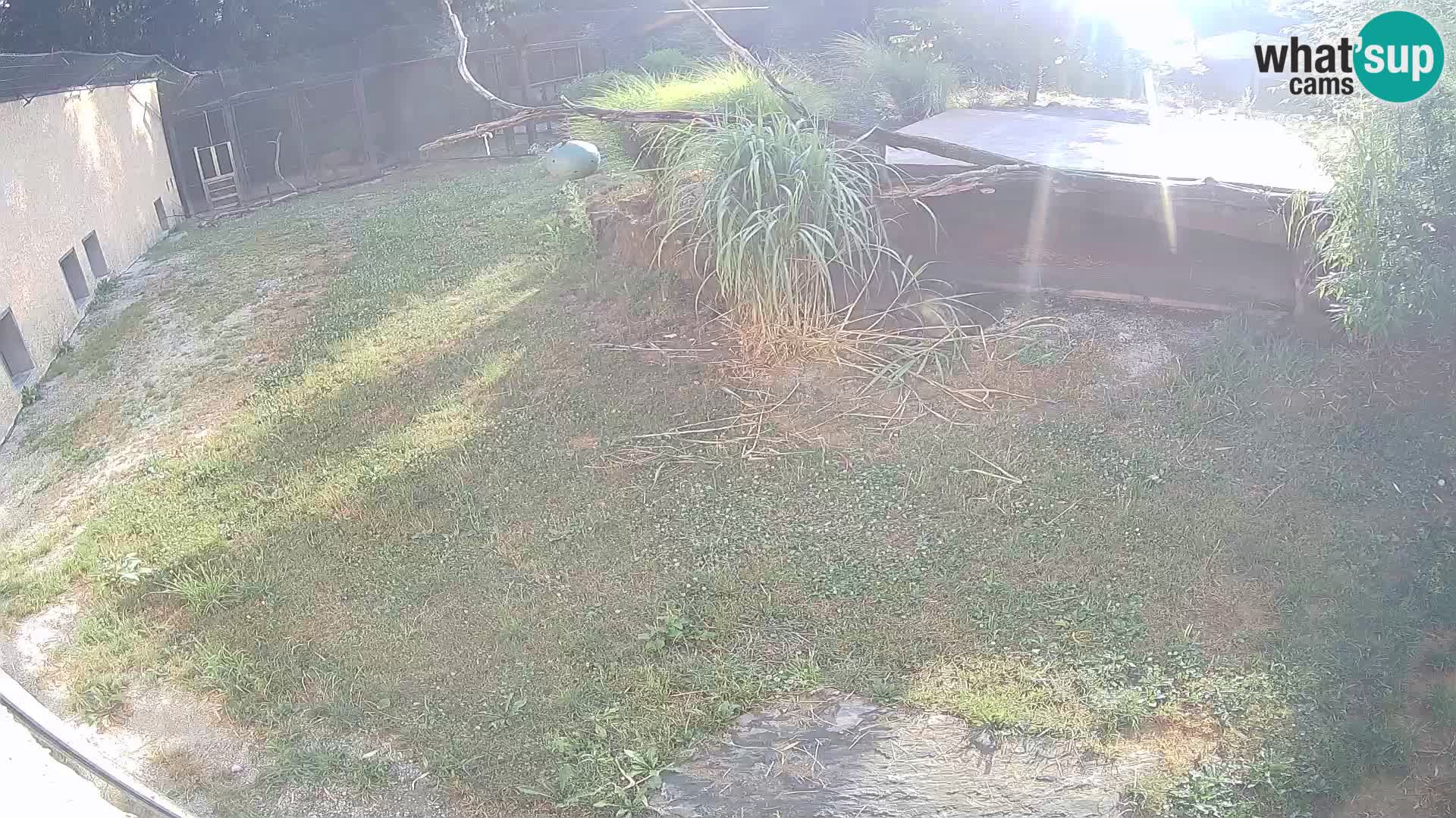 LEON Webcam en vivo en Ljubljana Zoo – Eslovenia