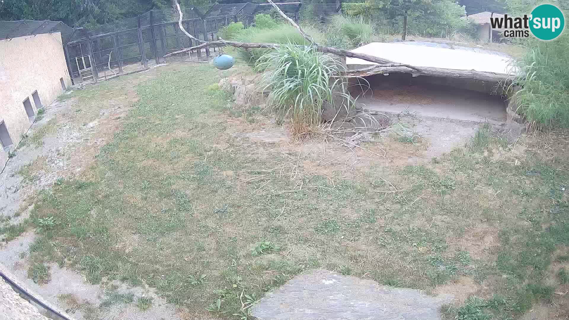 LION webcam en direct du zoo de Ljubljana – Slovénie