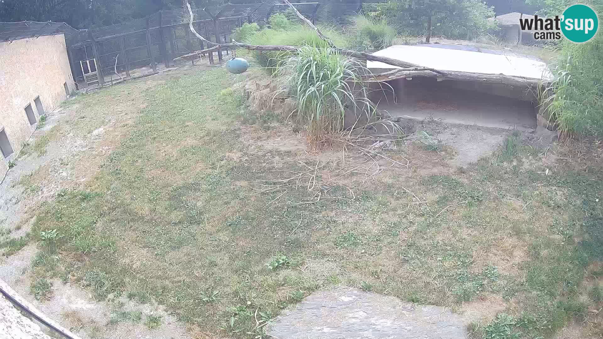 LEVI spletna kamera v živalskem vrtu Ljubljana Zoo