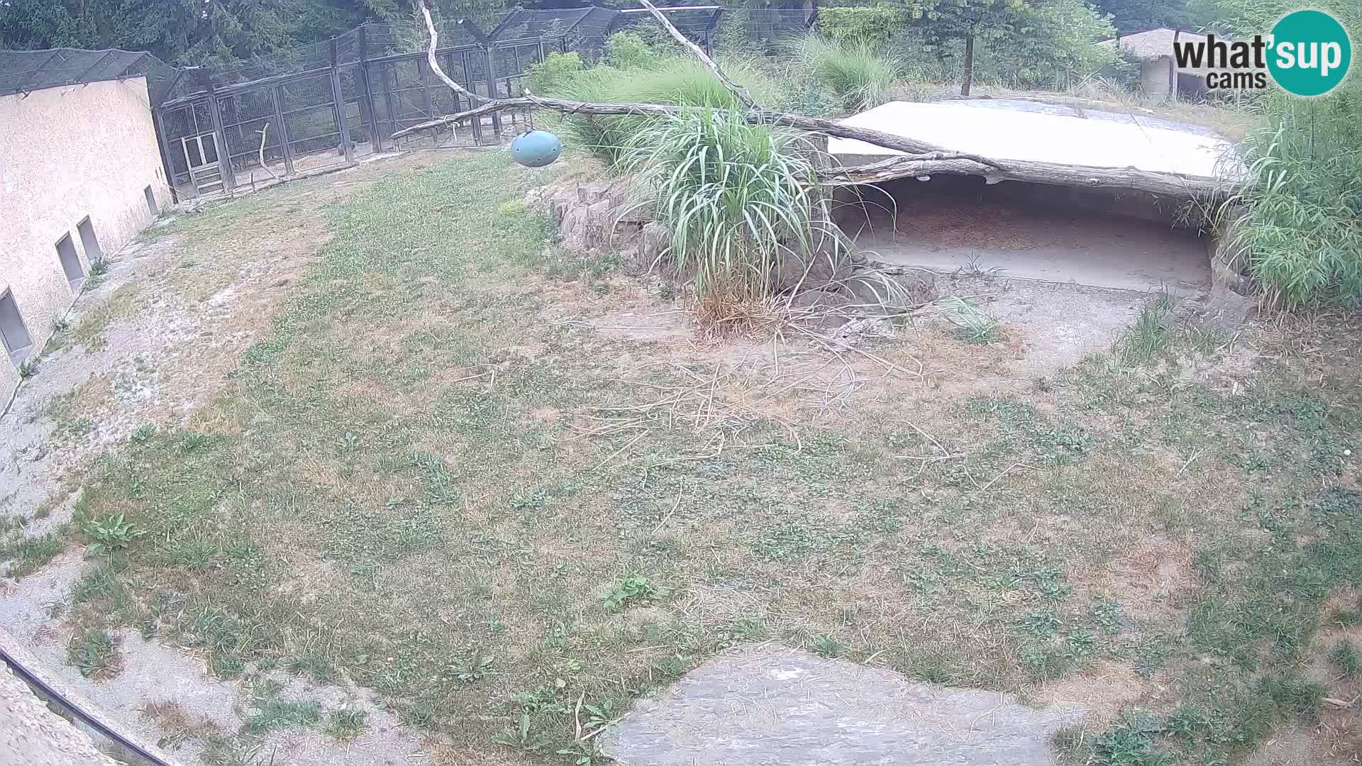 Lavovi web kamera uživo u ljubljanskom zoološkom vrtu – Slovenija