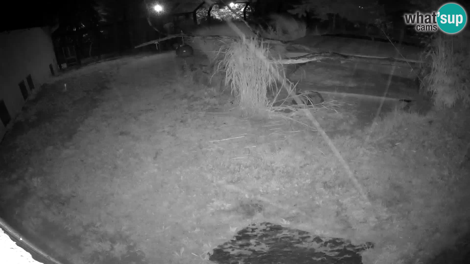LION live Webcam in Ljubljana Zoo – Slovenia