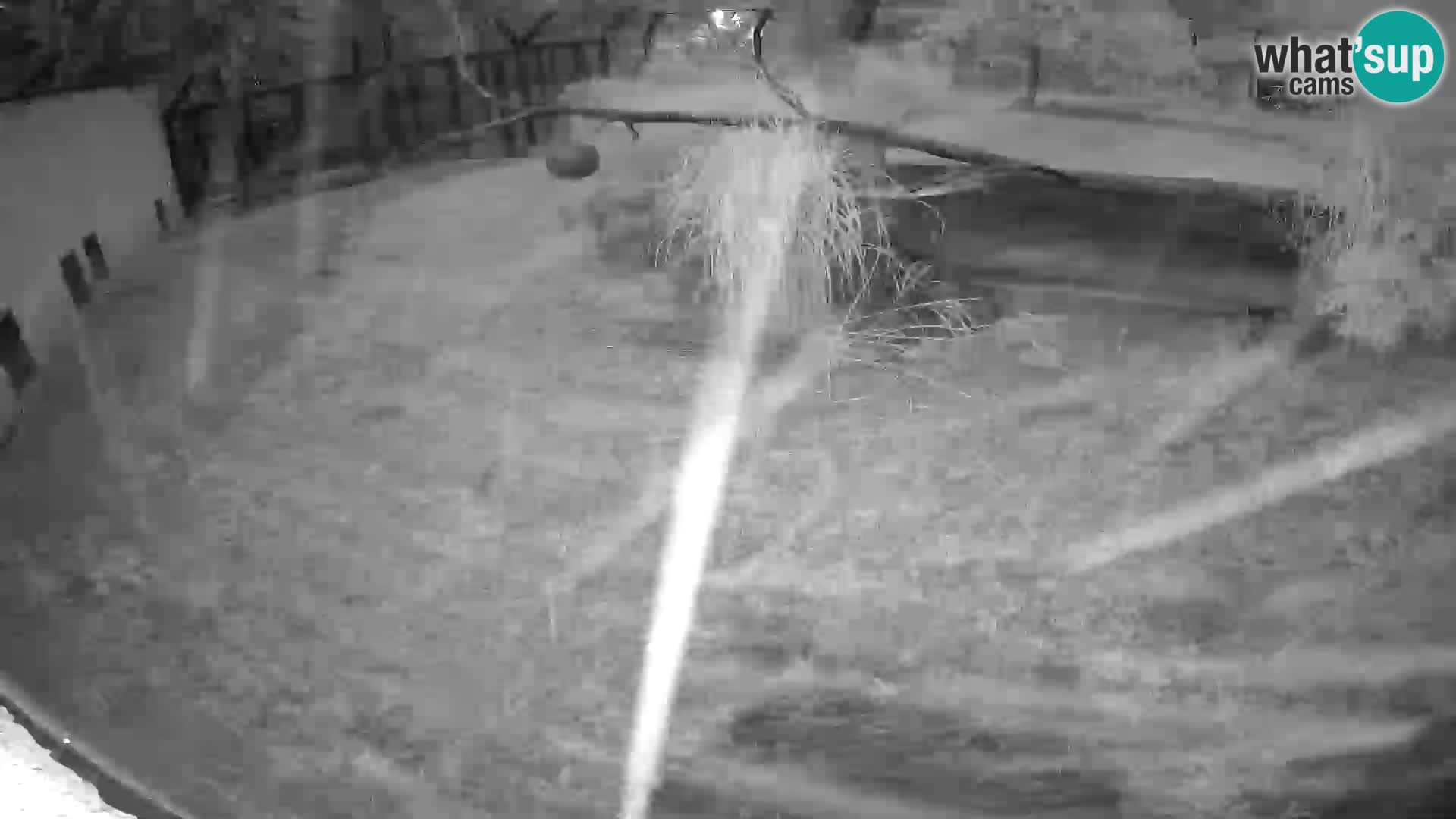 Löwe live Webcam im Zoo von Ljubljana – Slowenien