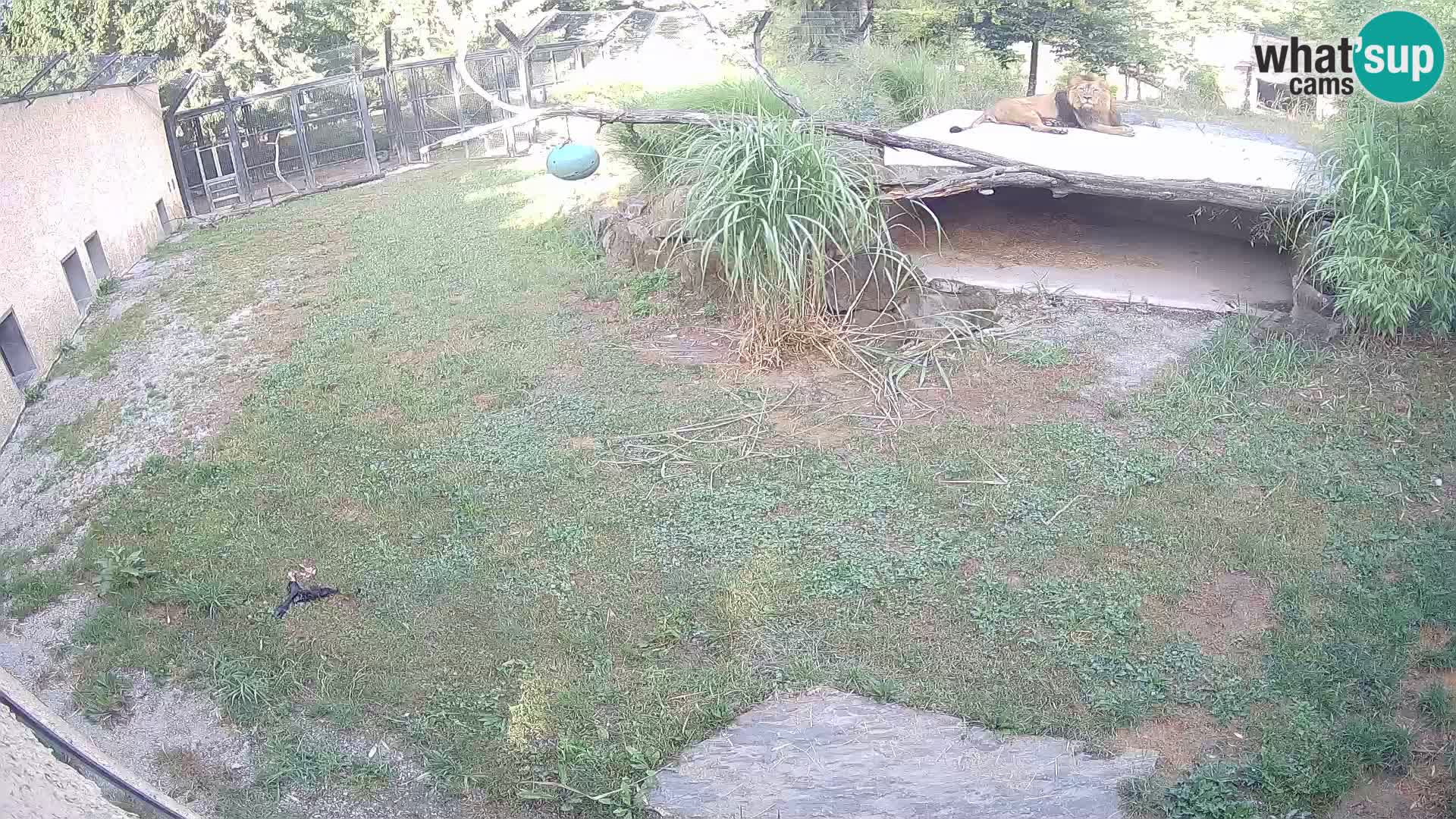LION live Webcam in Ljubljana Zoo – Slovenia