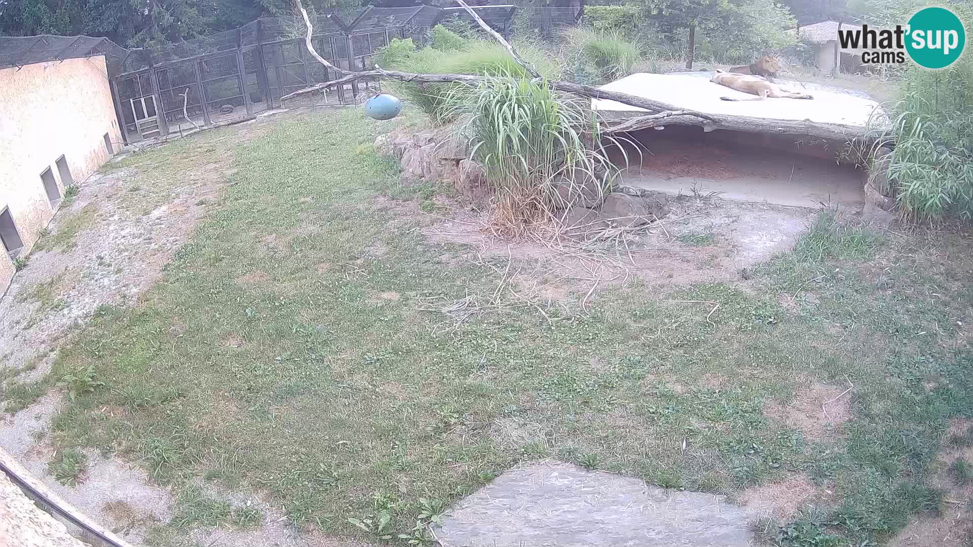 LION live Webcam in Ljubljana Zoo – Slovenia