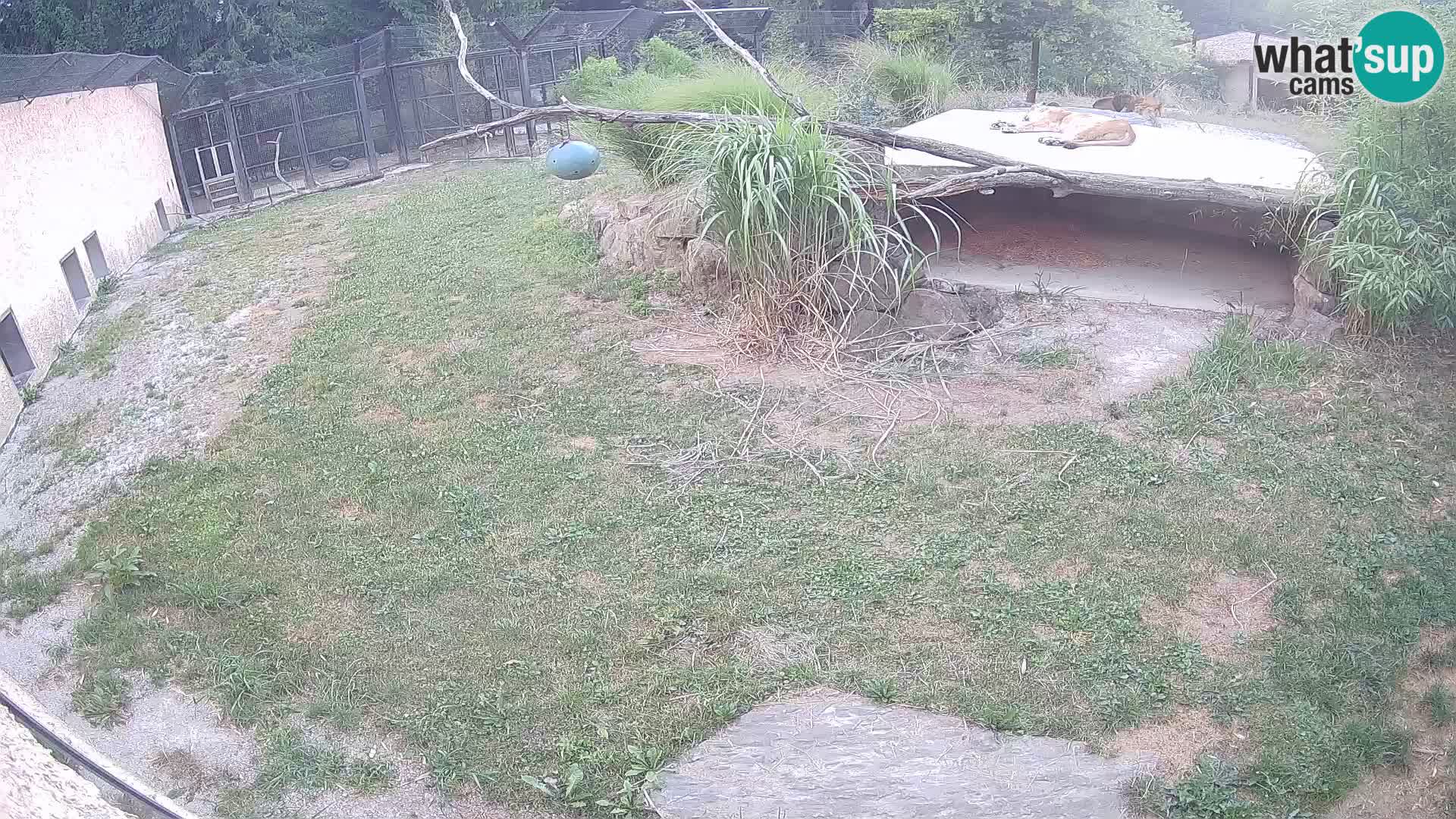 LEON Webcam en vivo en Ljubljana Zoo – Eslovenia