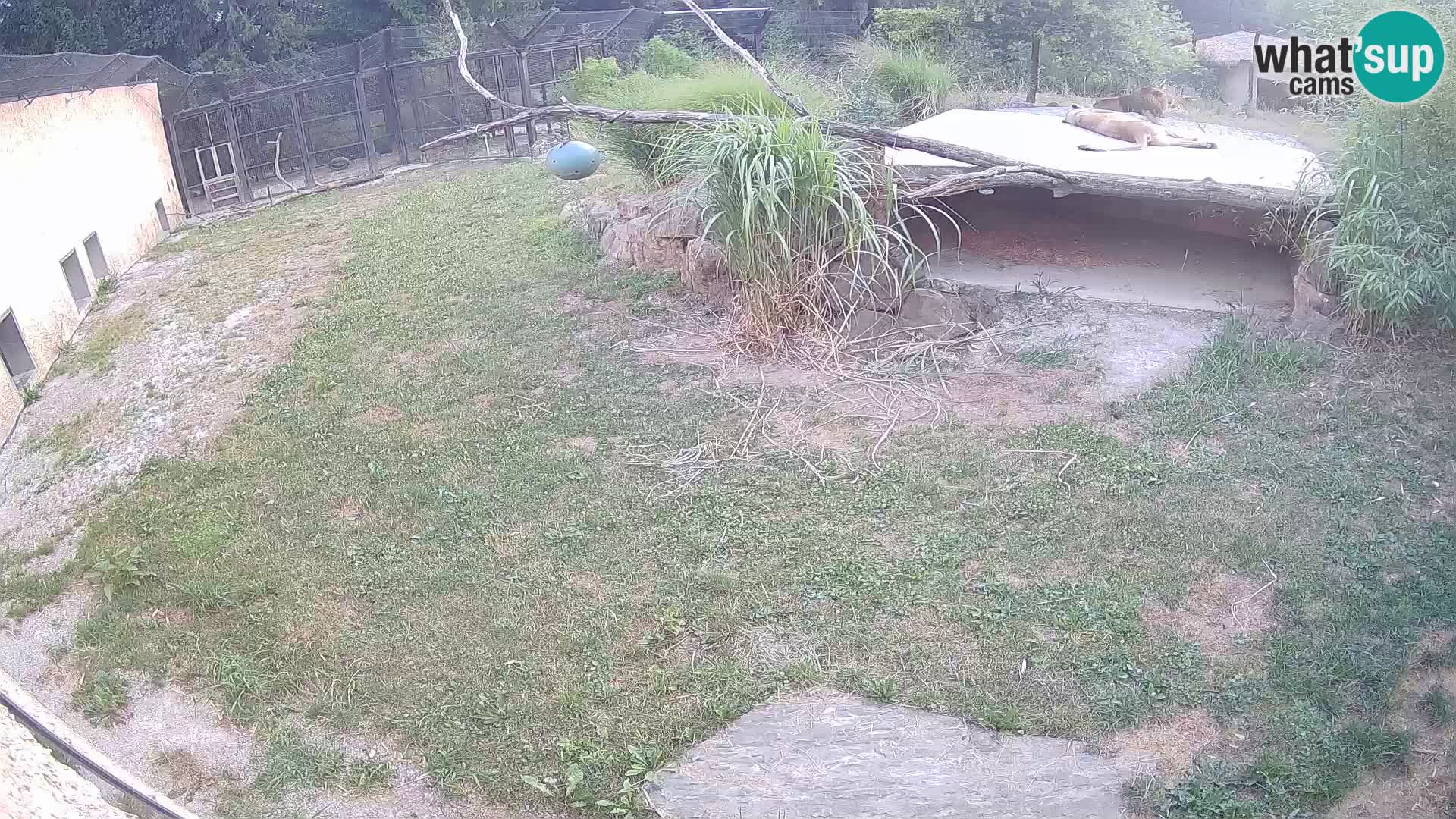LION live Webcam in Ljubljana Zoo – Slovenia