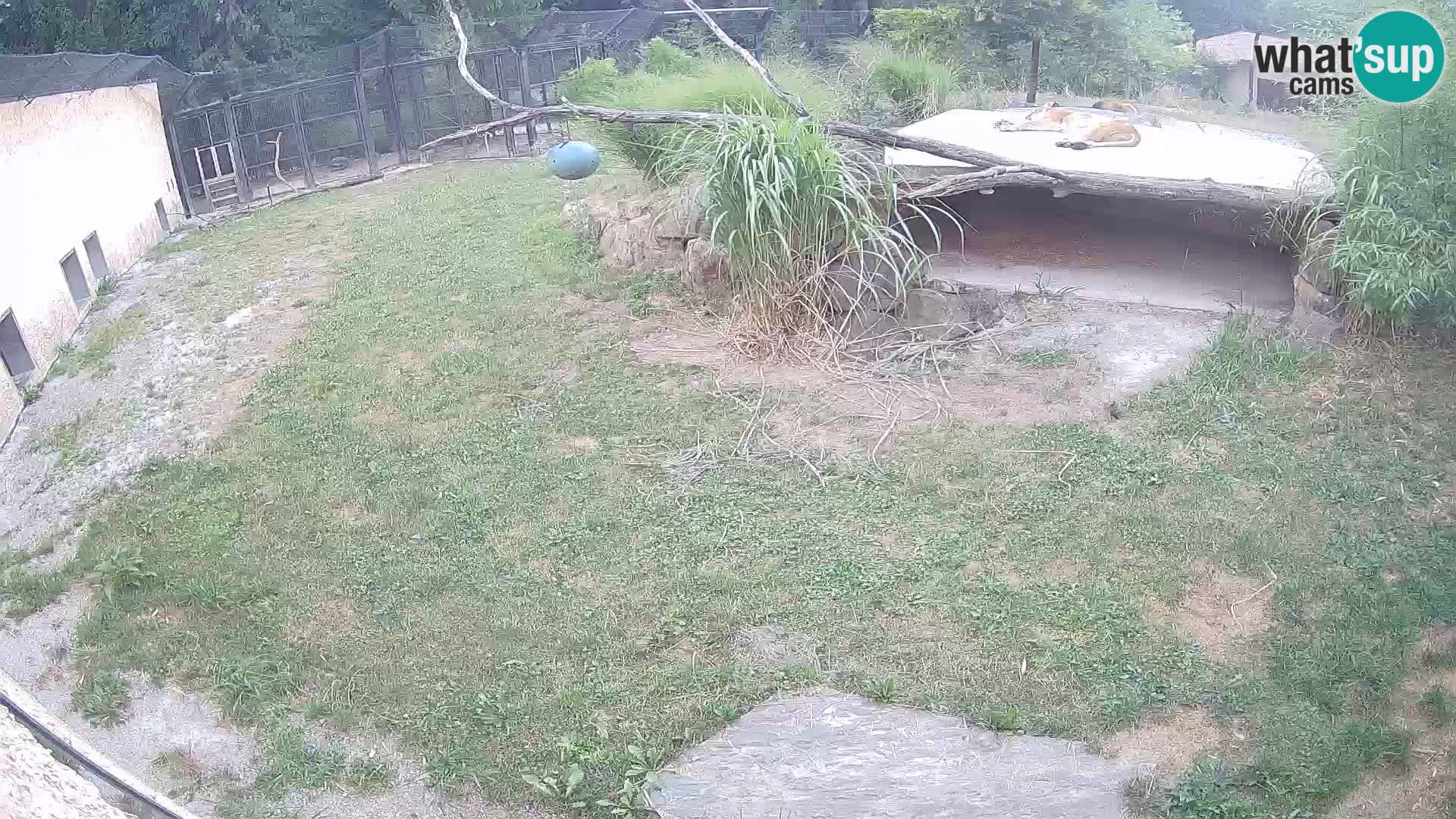 LION live Webcam in Ljubljana Zoo – Slovenia