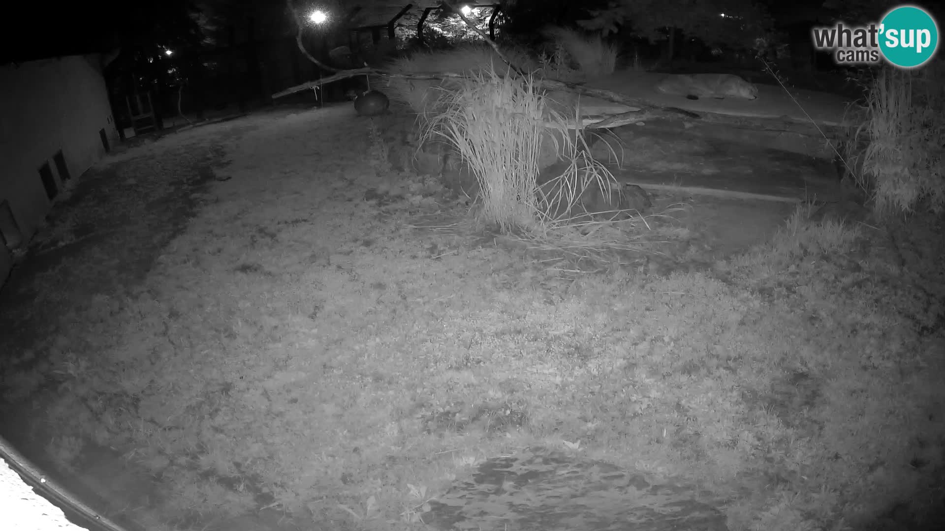 LION webcam en direct du zoo de Ljubljana – Slovénie
