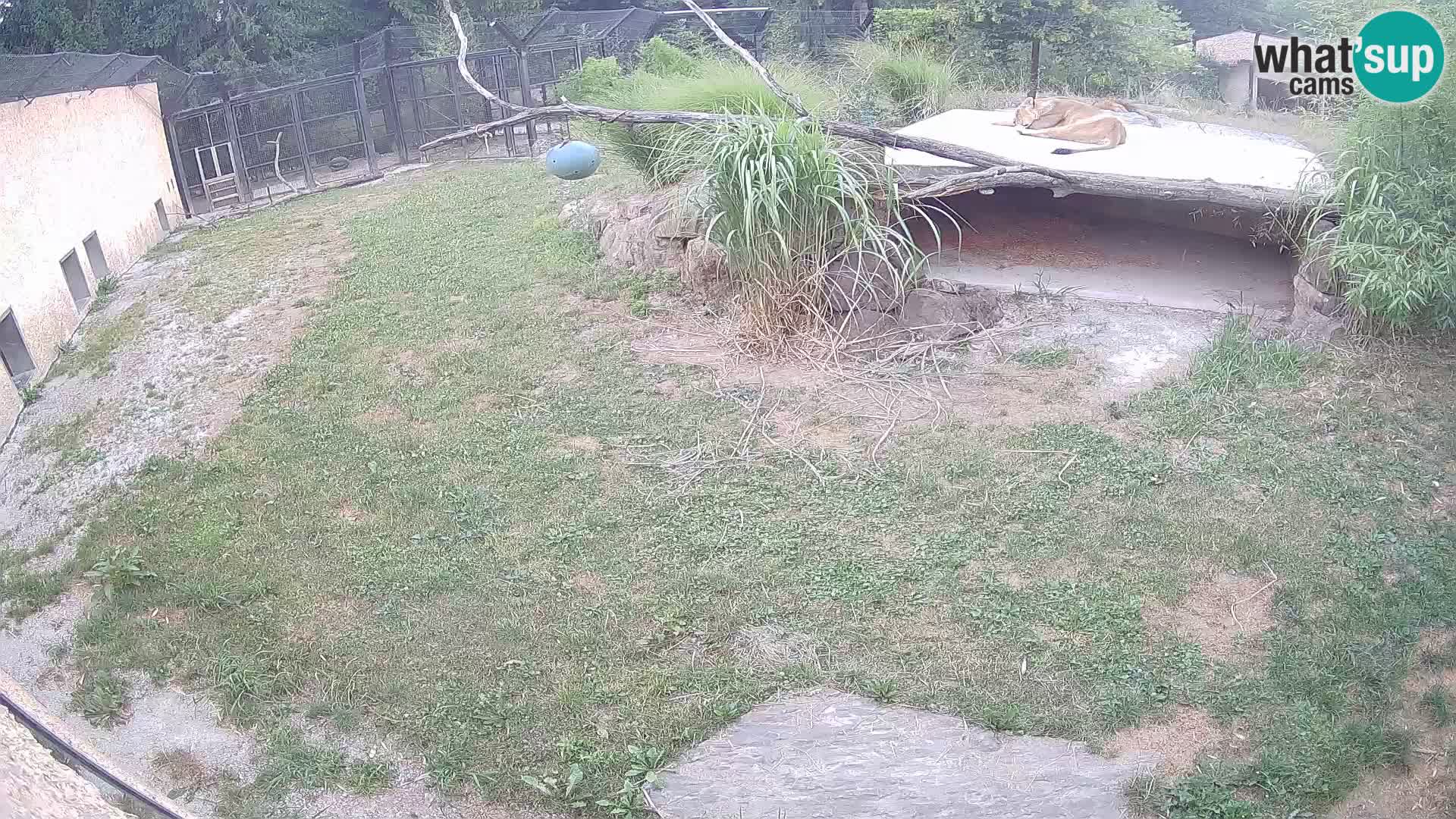 LEON Webcam en vivo en Ljubljana Zoo – Eslovenia