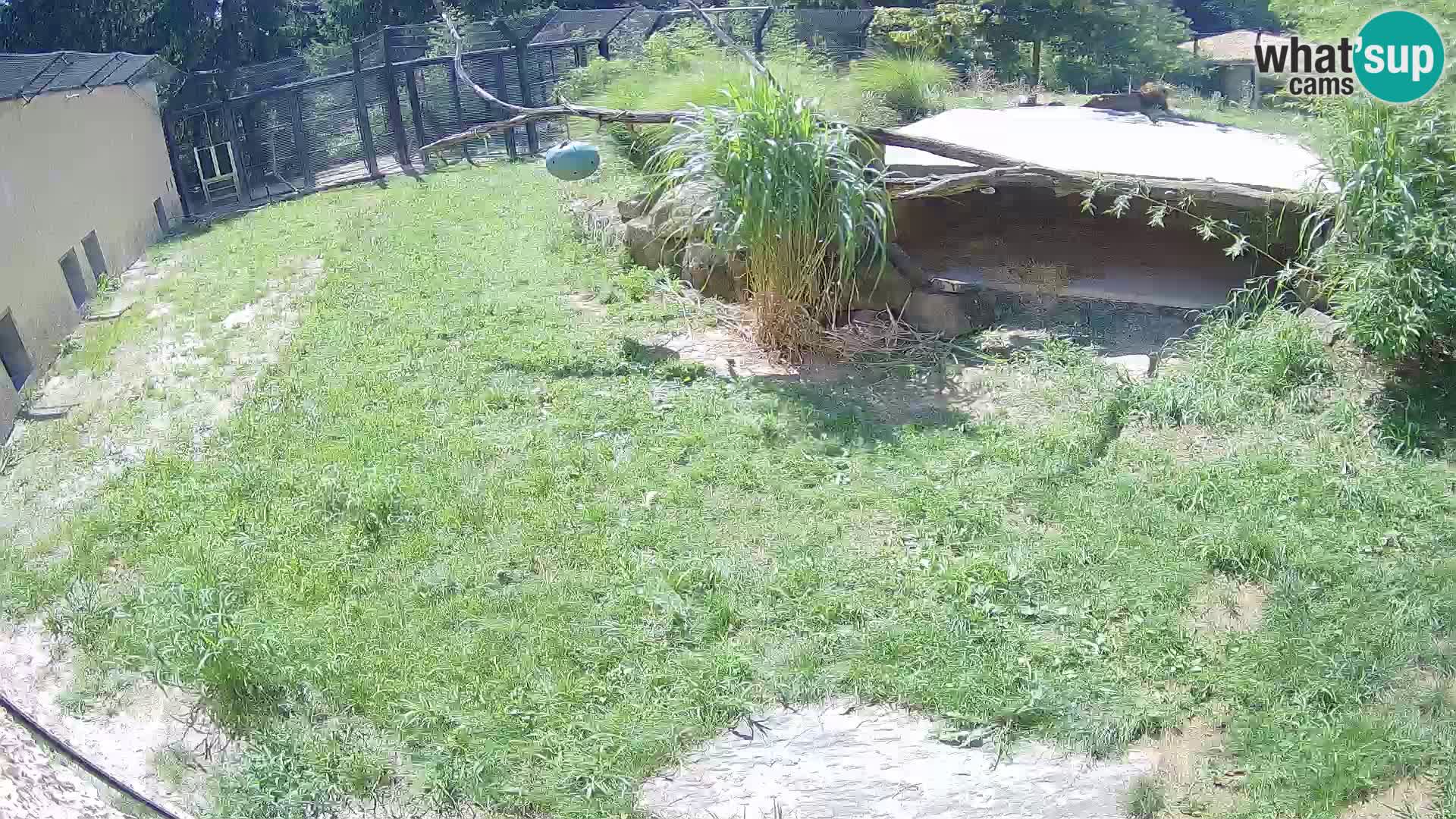 Löwe live Webcam im Zoo von Ljubljana – Slowenien