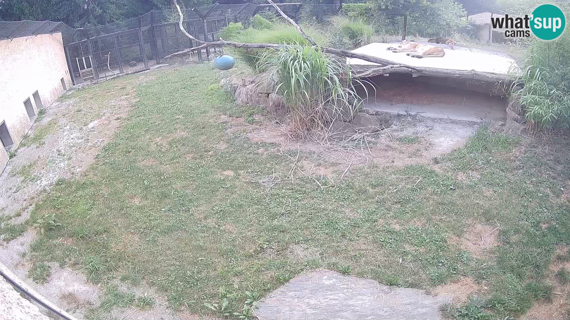 Löwe live Webcam im Zoo von Ljubljana – Slowenien
