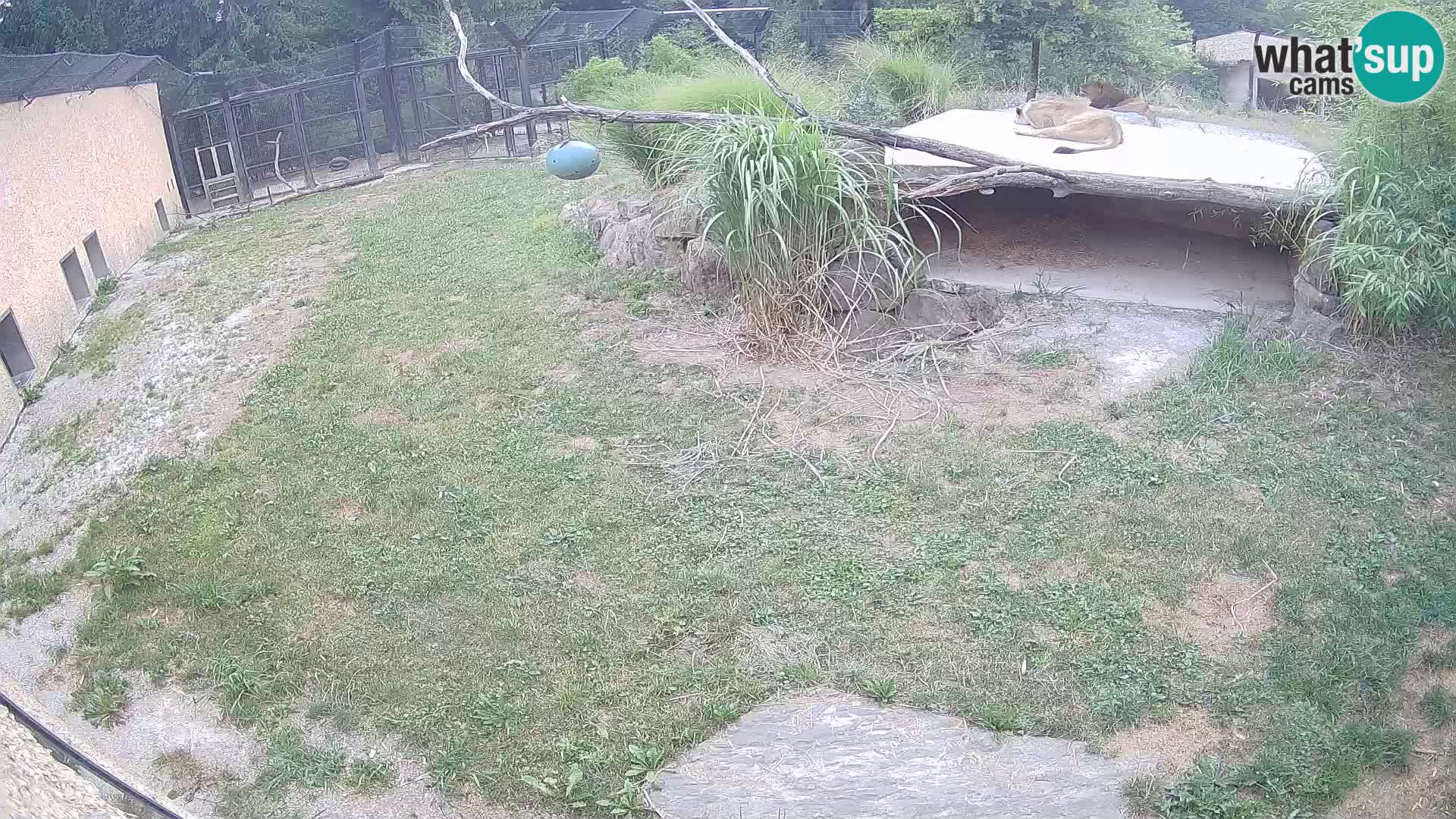 LION live Webcam in Ljubljana Zoo – Slovenia