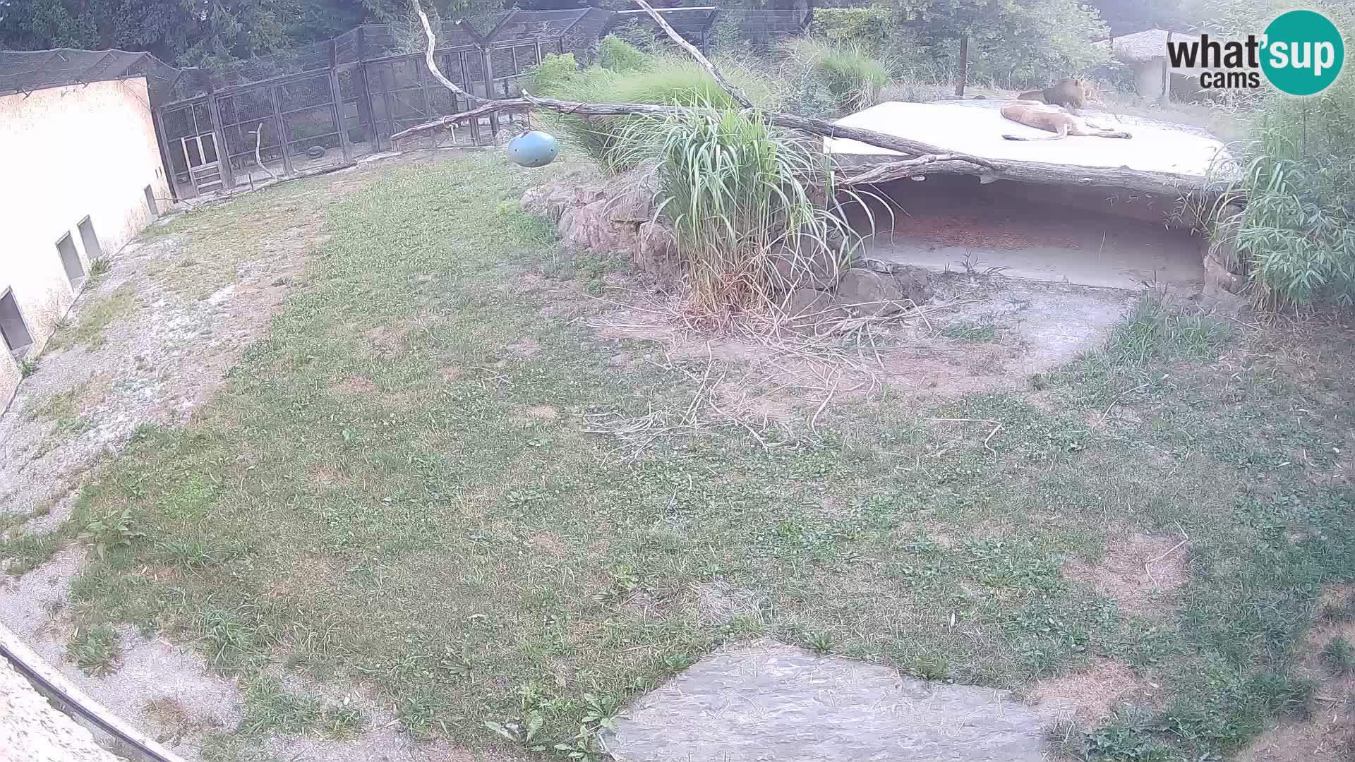 LEON Webcam en vivo en Ljubljana Zoo – Eslovenia