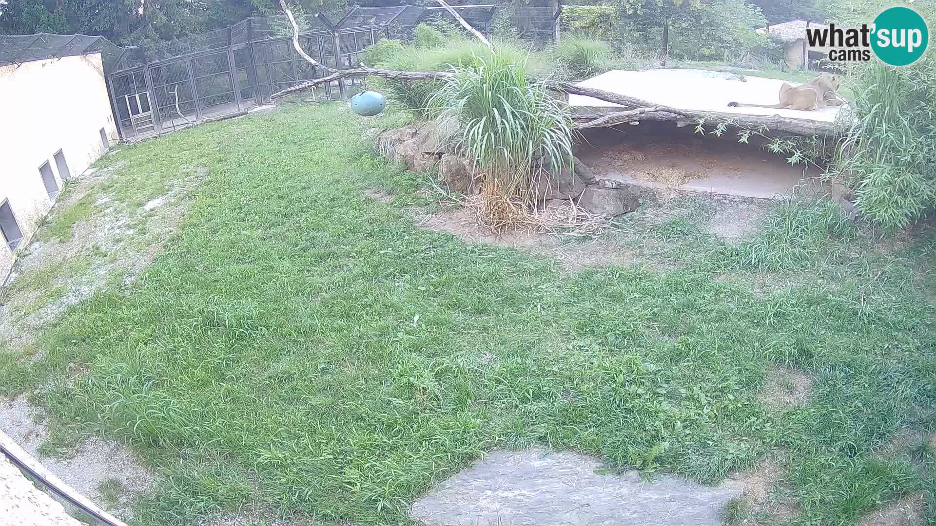 LEON Webcam en vivo en Ljubljana Zoo – Eslovenia