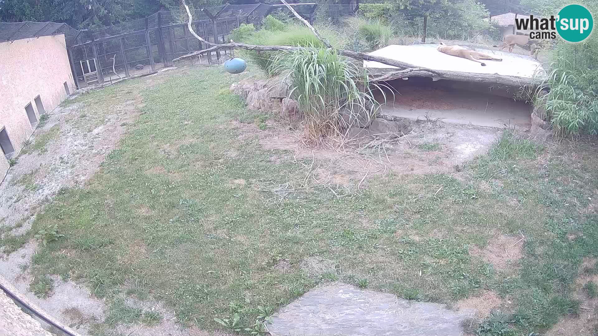 LEON Webcam en vivo en Ljubljana Zoo – Eslovenia