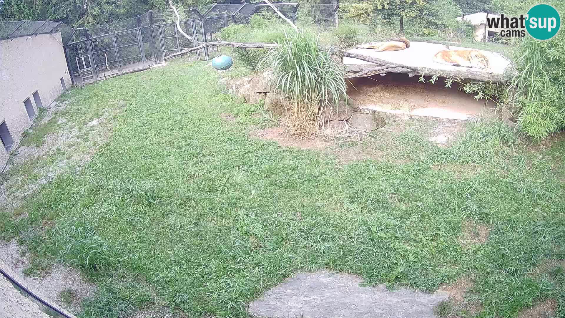 LEON Webcam en vivo en Ljubljana Zoo – Eslovenia