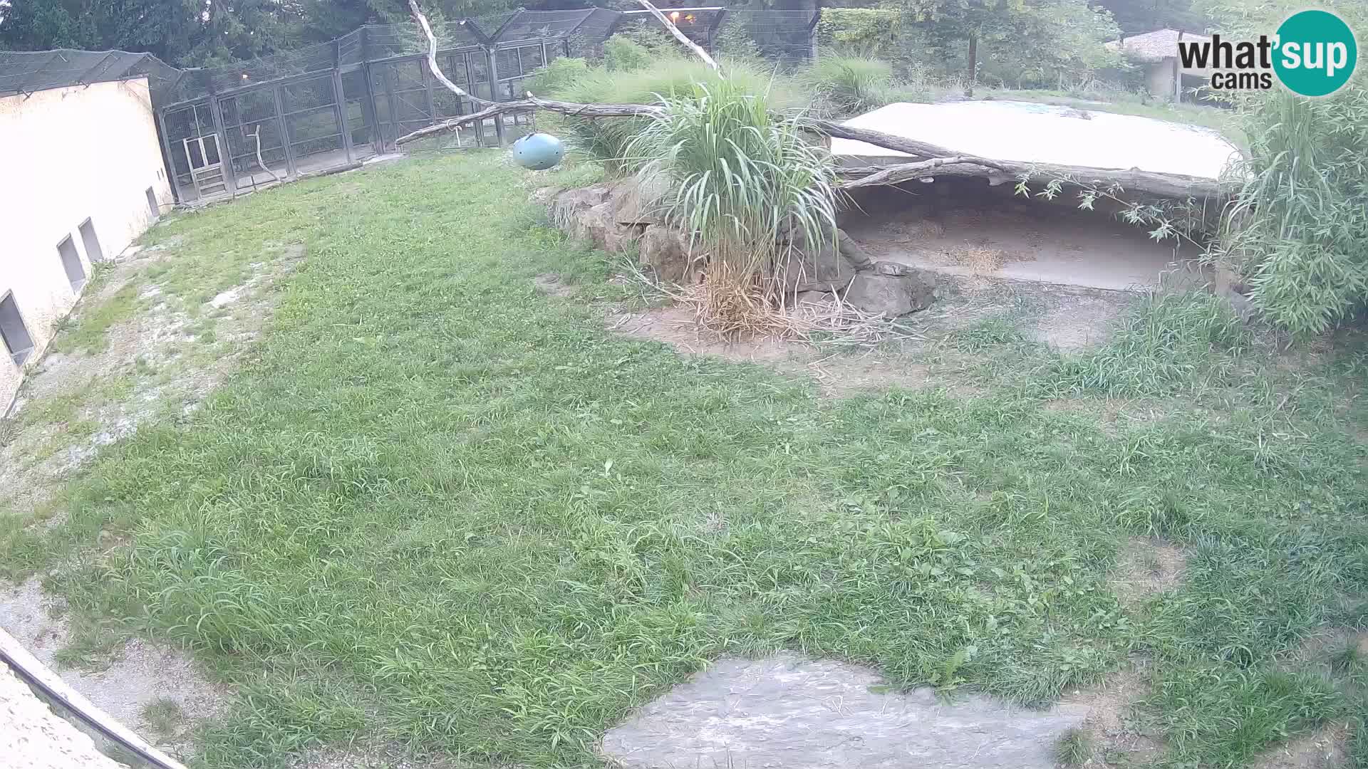 Lavovi web kamera uživo u ljubljanskom zoološkom vrtu – Slovenija