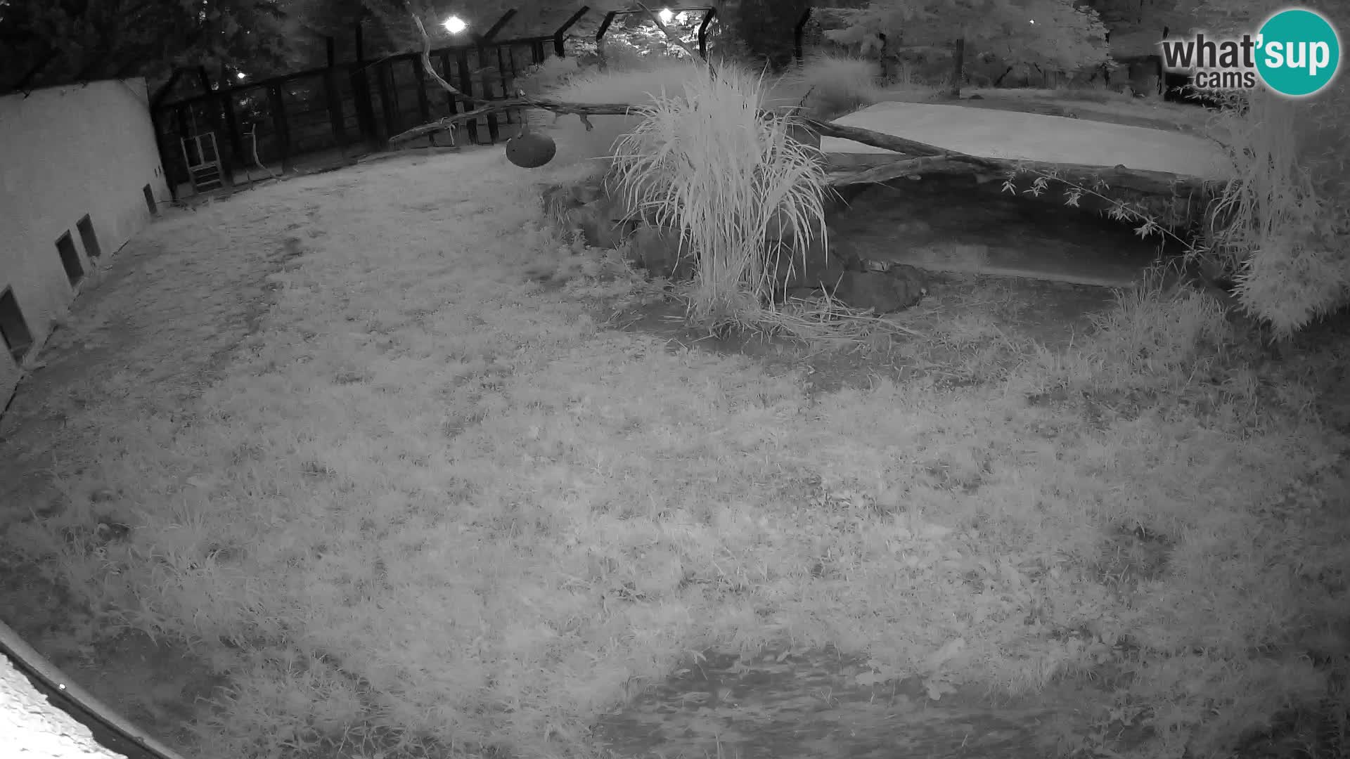 Löwe live Webcam im Zoo von Ljubljana – Slowenien