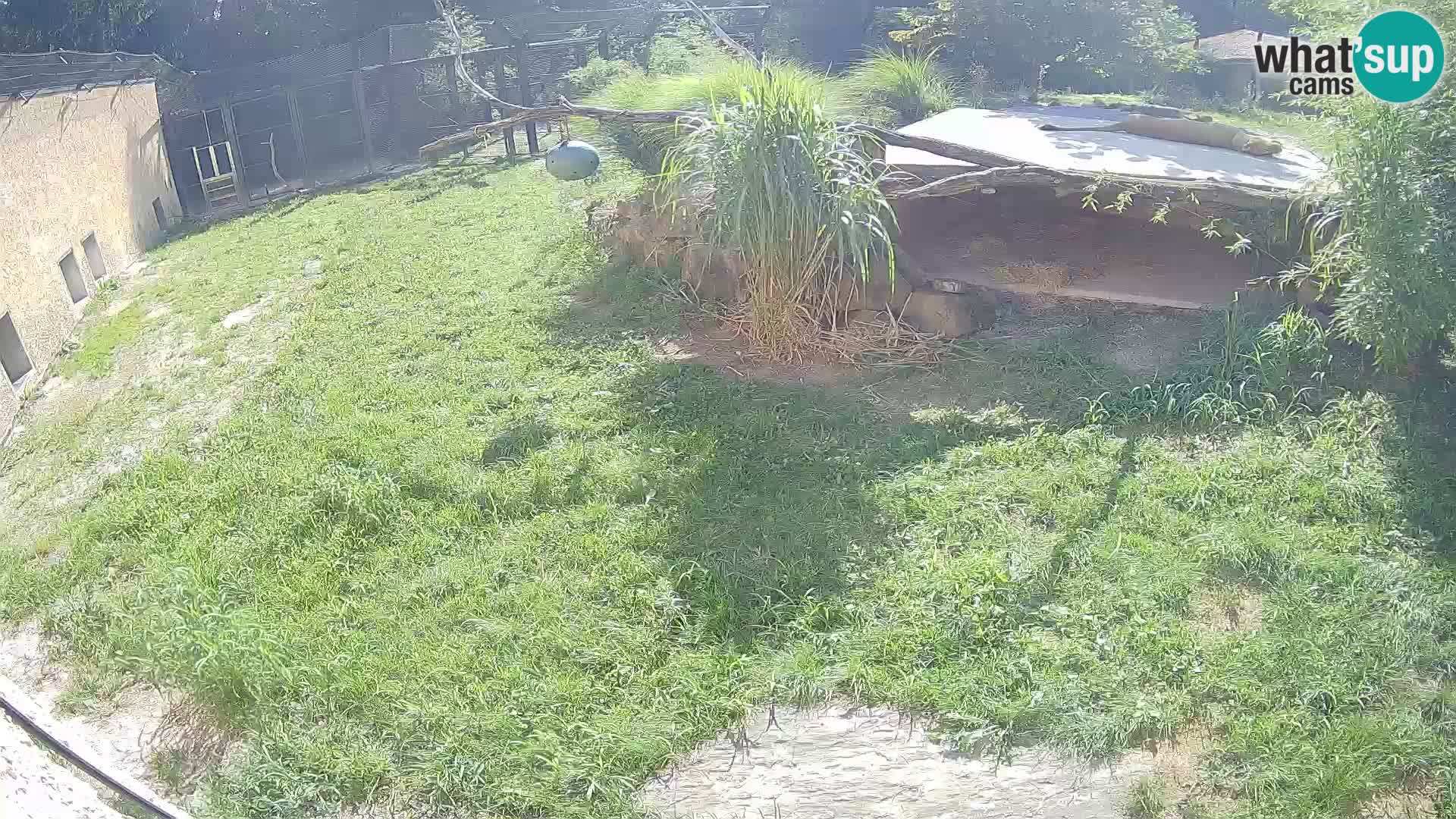 LION live Webcam in Ljubljana Zoo – Slovenia