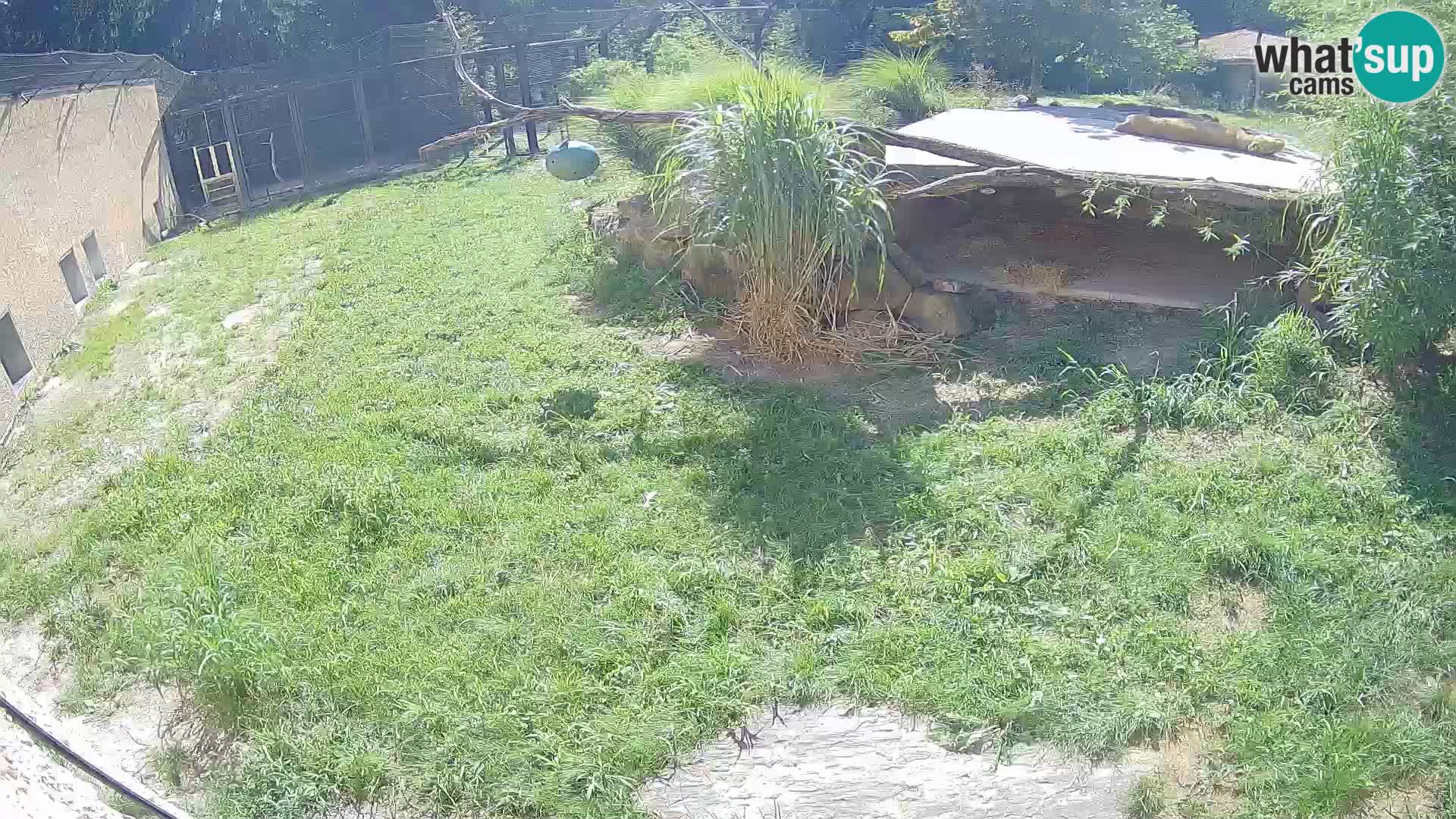 LEVI spletna kamera v živalskem vrtu Ljubljana Zoo