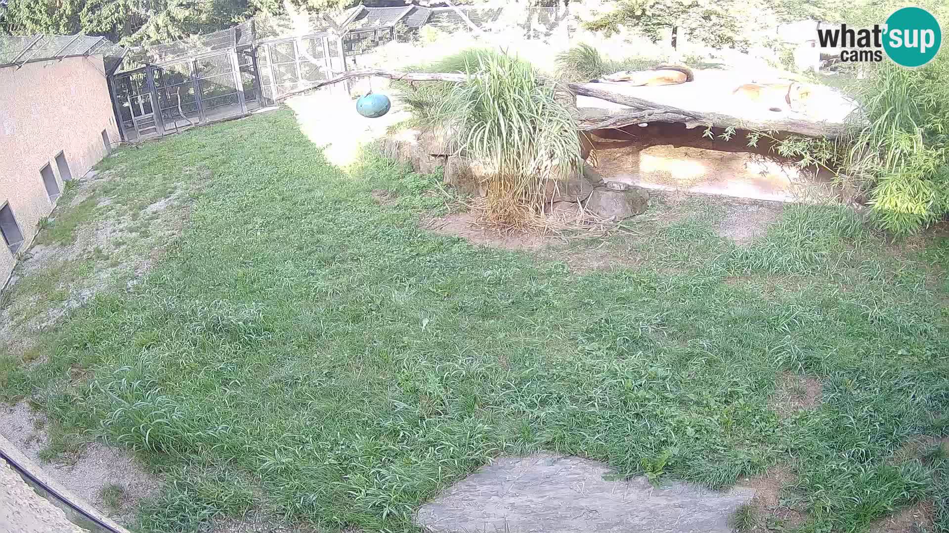 LEONE live Webcam nello zoo di Lubiana – Slovenia