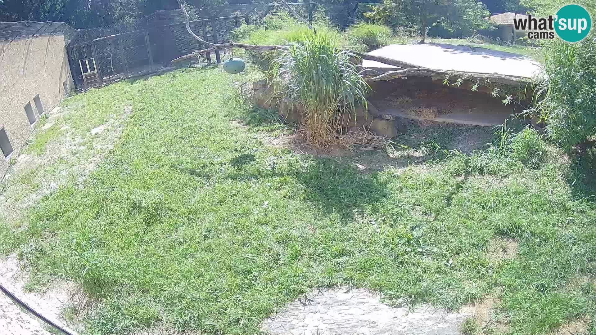 Lavovi web kamera uživo u ljubljanskom zoološkom vrtu – Slovenija