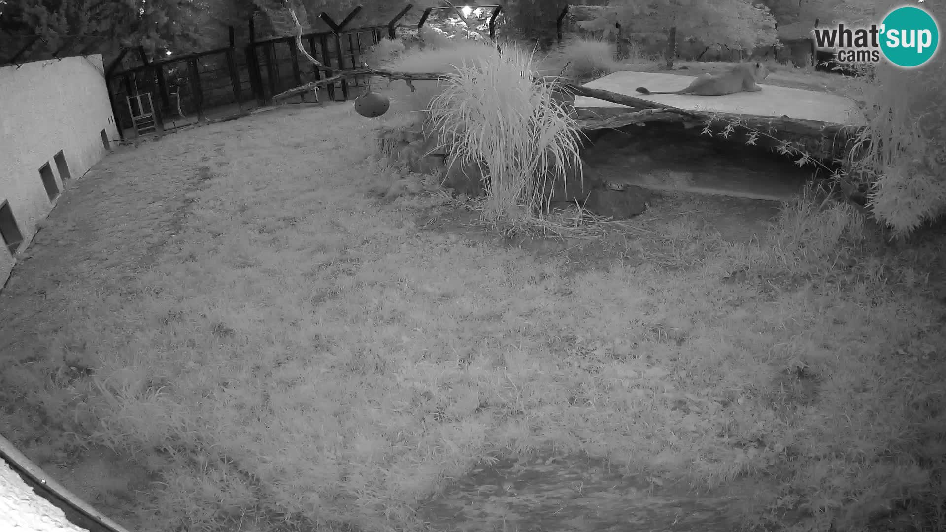 LEONE live Webcam nello zoo di Lubiana – Slovenia